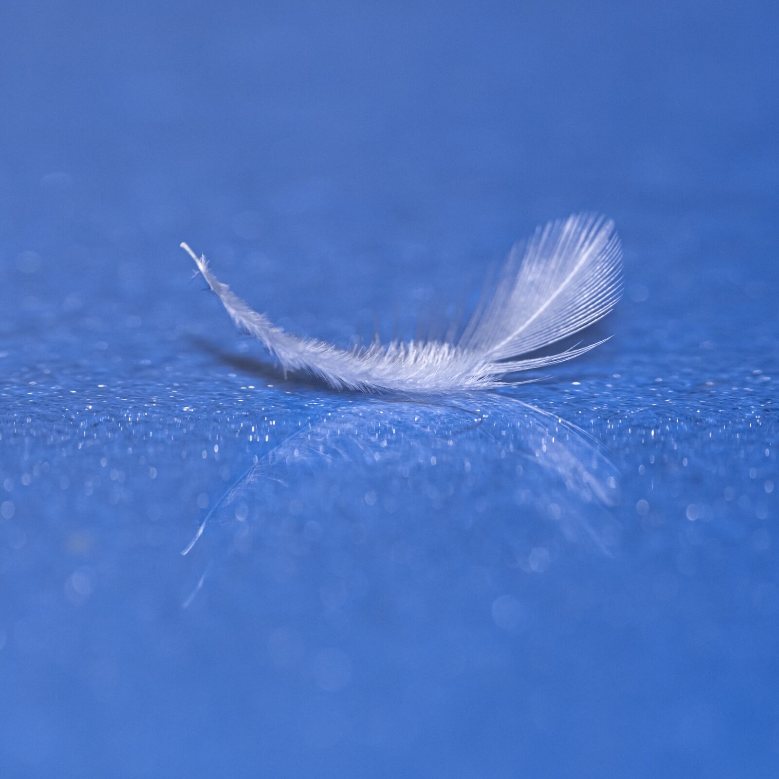 Nikon D850 sample photo. Feather, plumule, macro photography