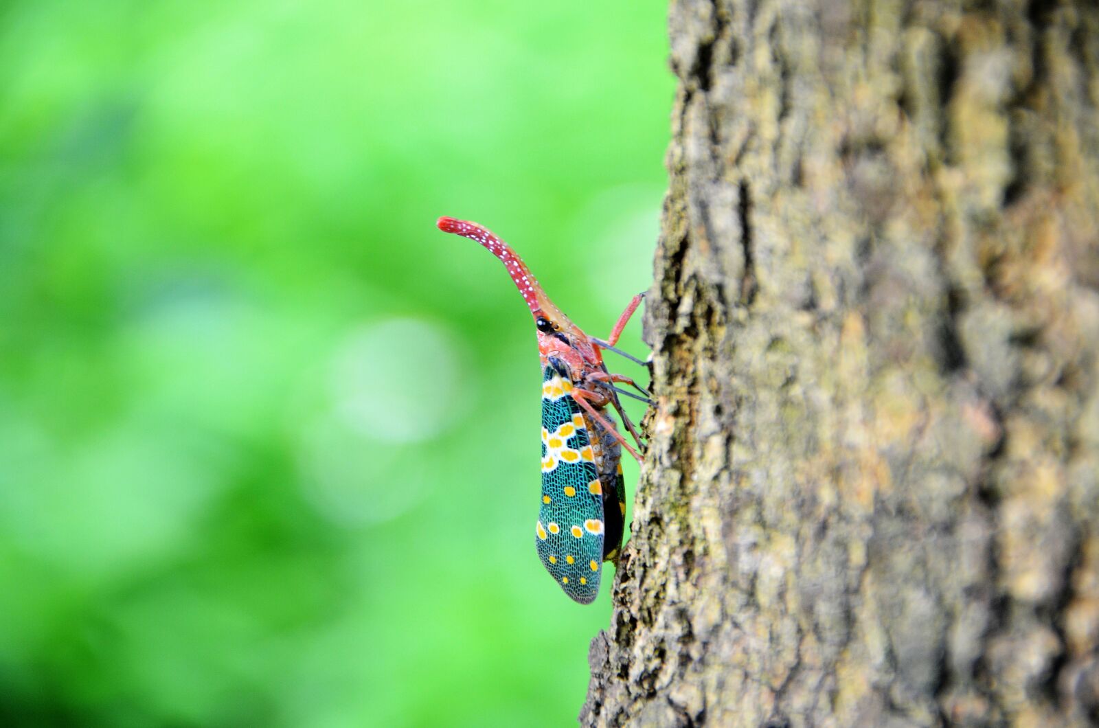 Nikon D5100 sample photo. Insect, weevil, the tree photography