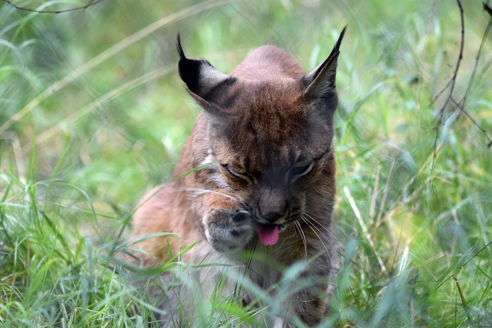 Nikon D3400 sample photo. Lynx, animal, wild photography