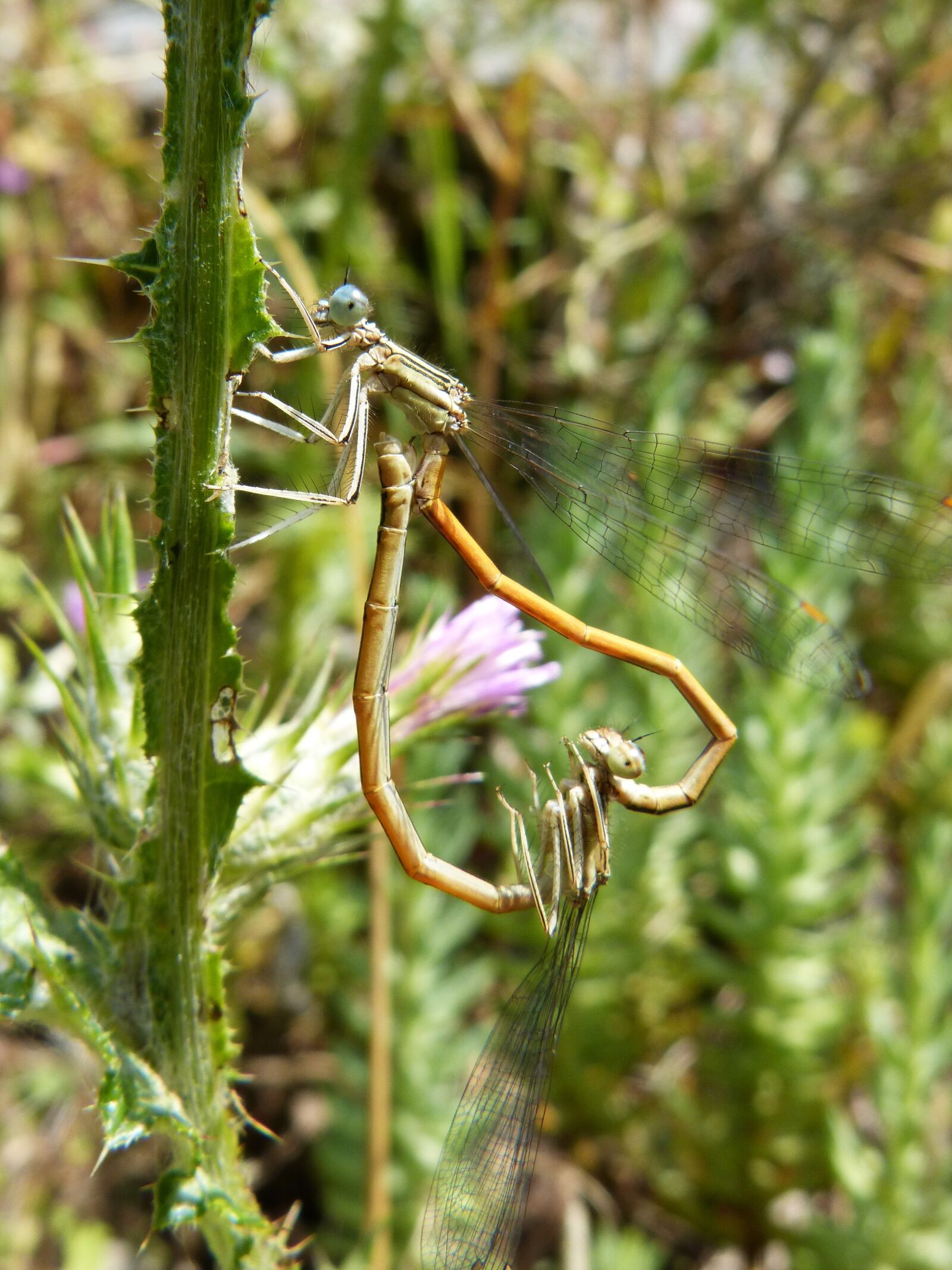 Panasonic DMC-FZ62 sample photo. Dragonfly, damselfly, insects mating photography