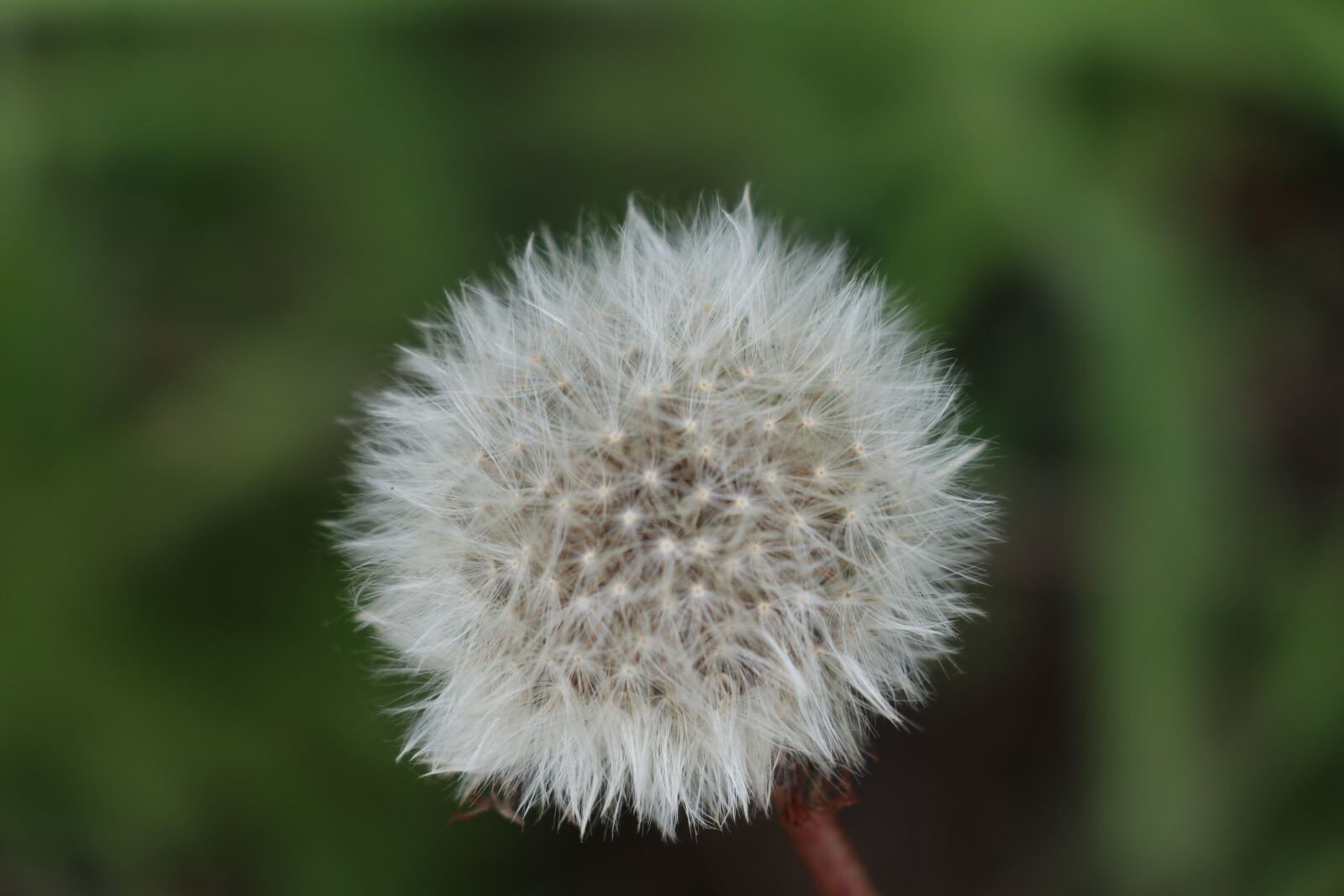 Canon EOS M6 sample photo. Fluffy fluffy, illusion, dandelion photography
