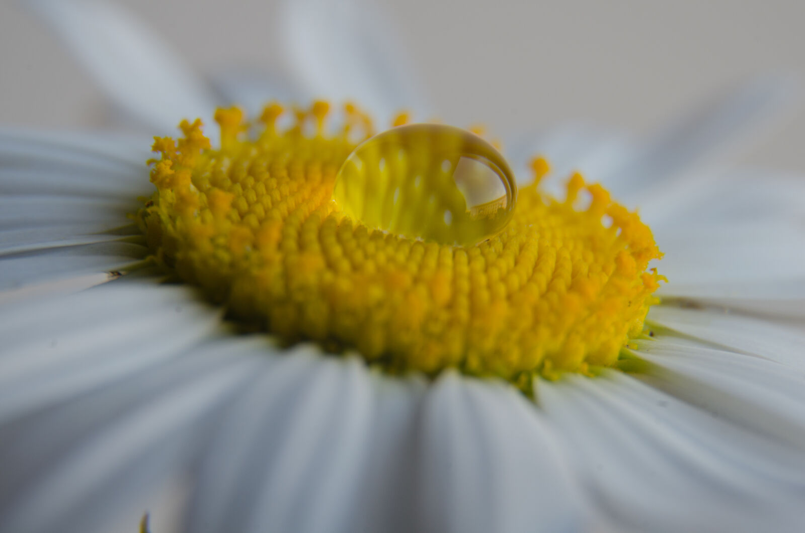 Nikon D5100 sample photo