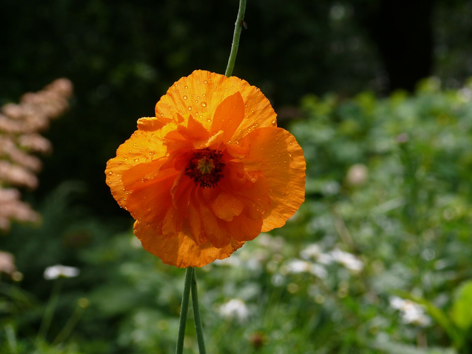 Panasonic DMC-FZ50 sample photo. Poppy, blossom, bloom photography