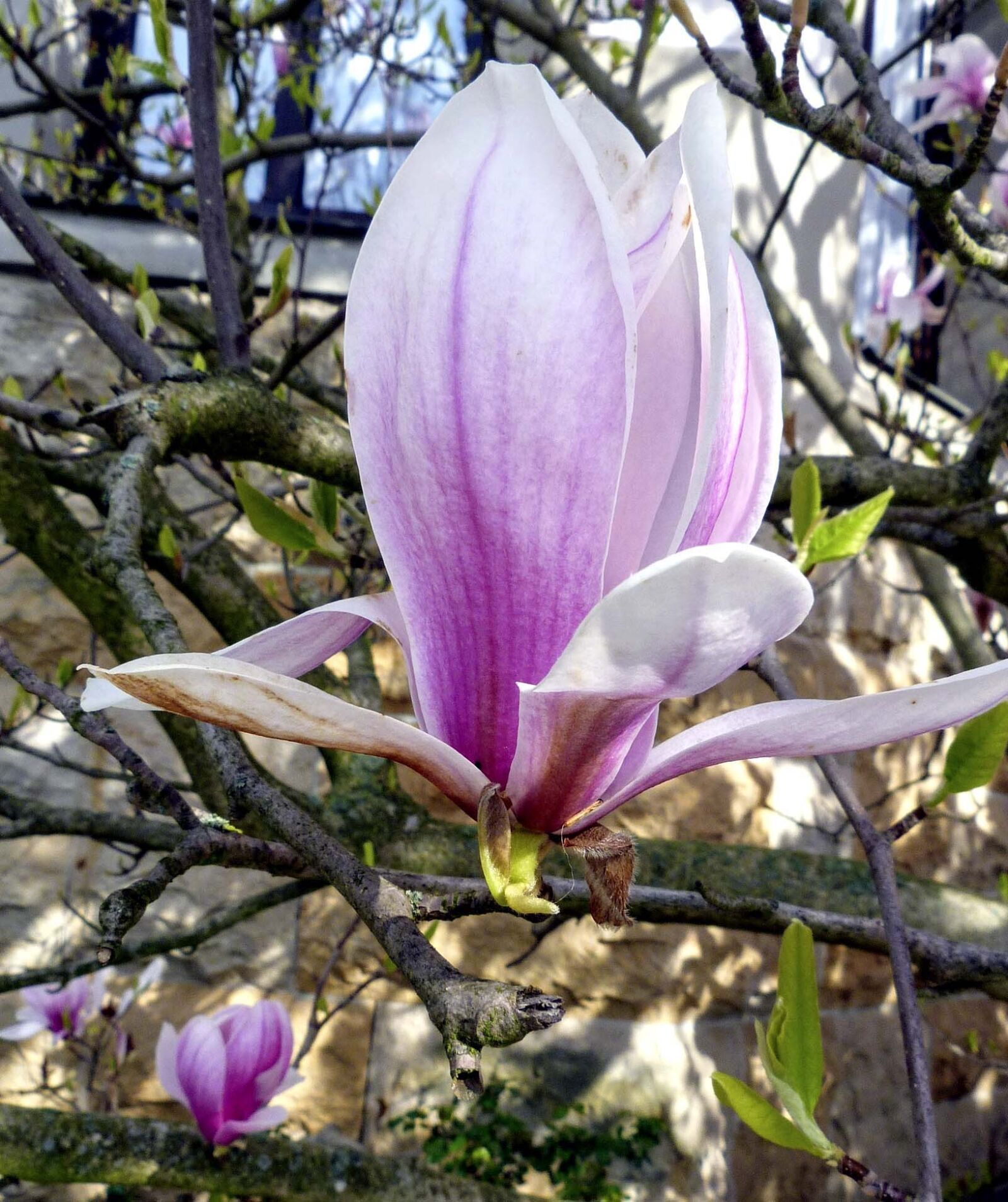 Panasonic Lumix DMC-FZ40 (Lumix DMC-FZ45) sample photo. Nature, flower, tree photography