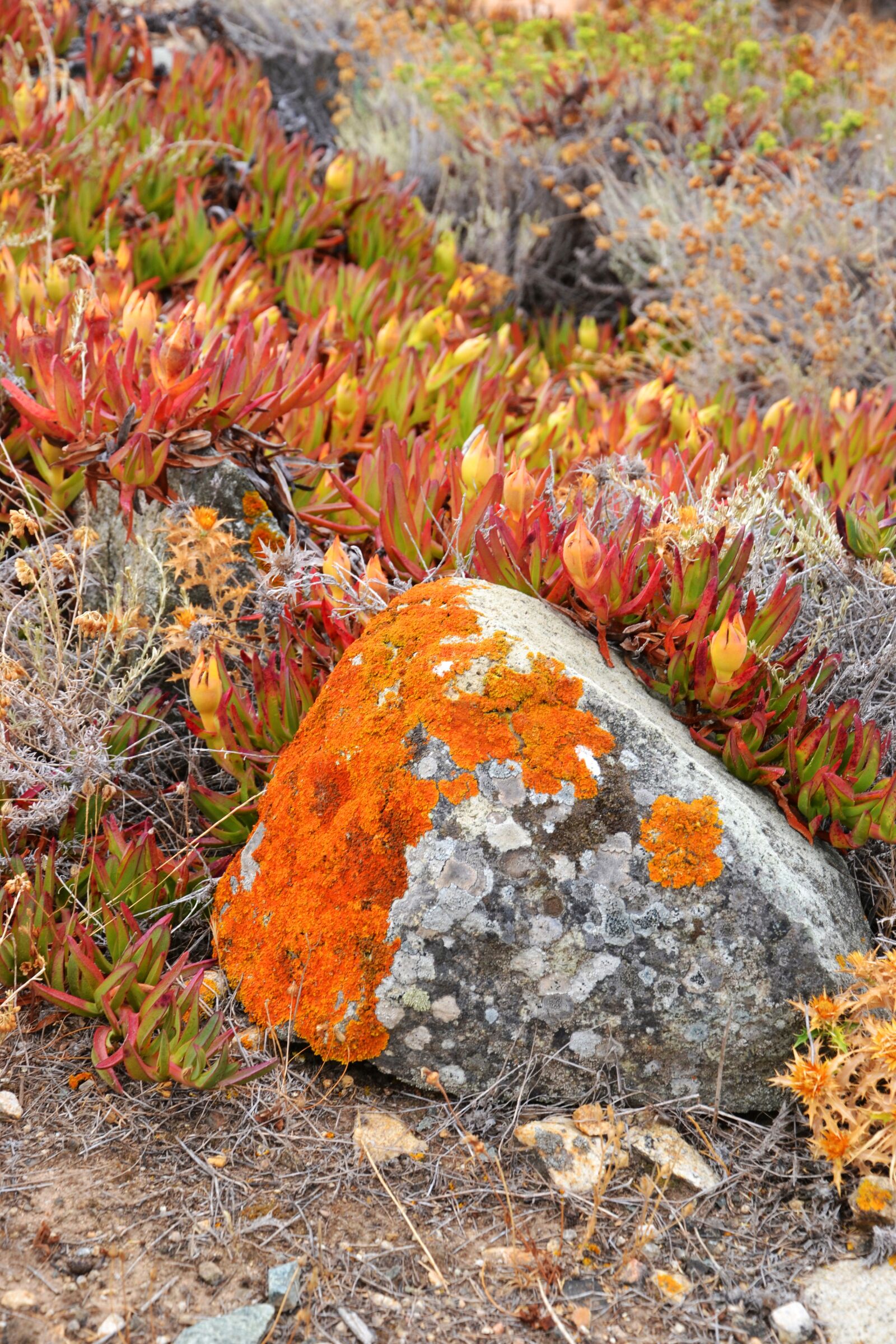 Nikon D3100 sample photo. Stone, corsica, nature photography