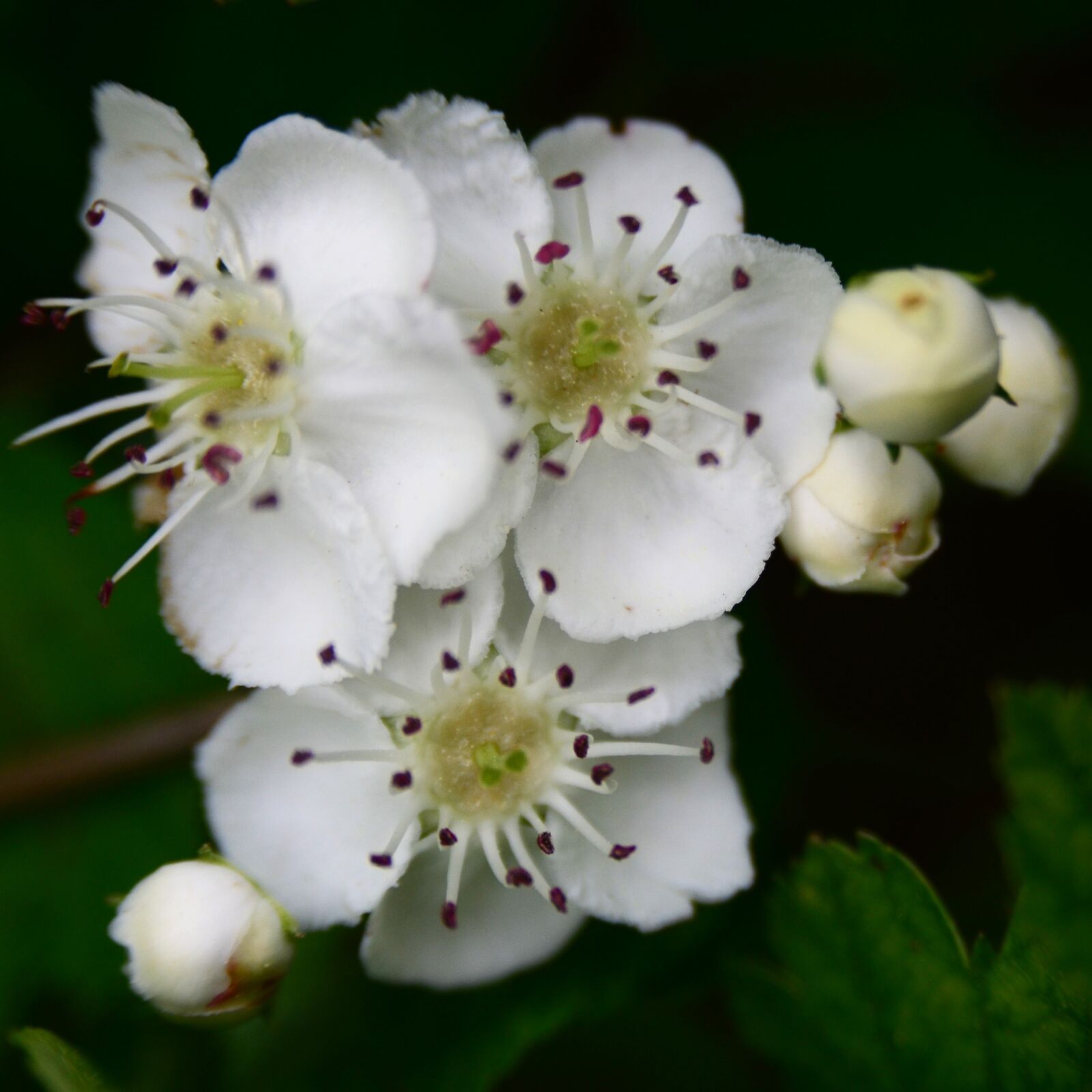 Nikon D7000 sample photo. Schlehe, blackthorn, heckendorn photography