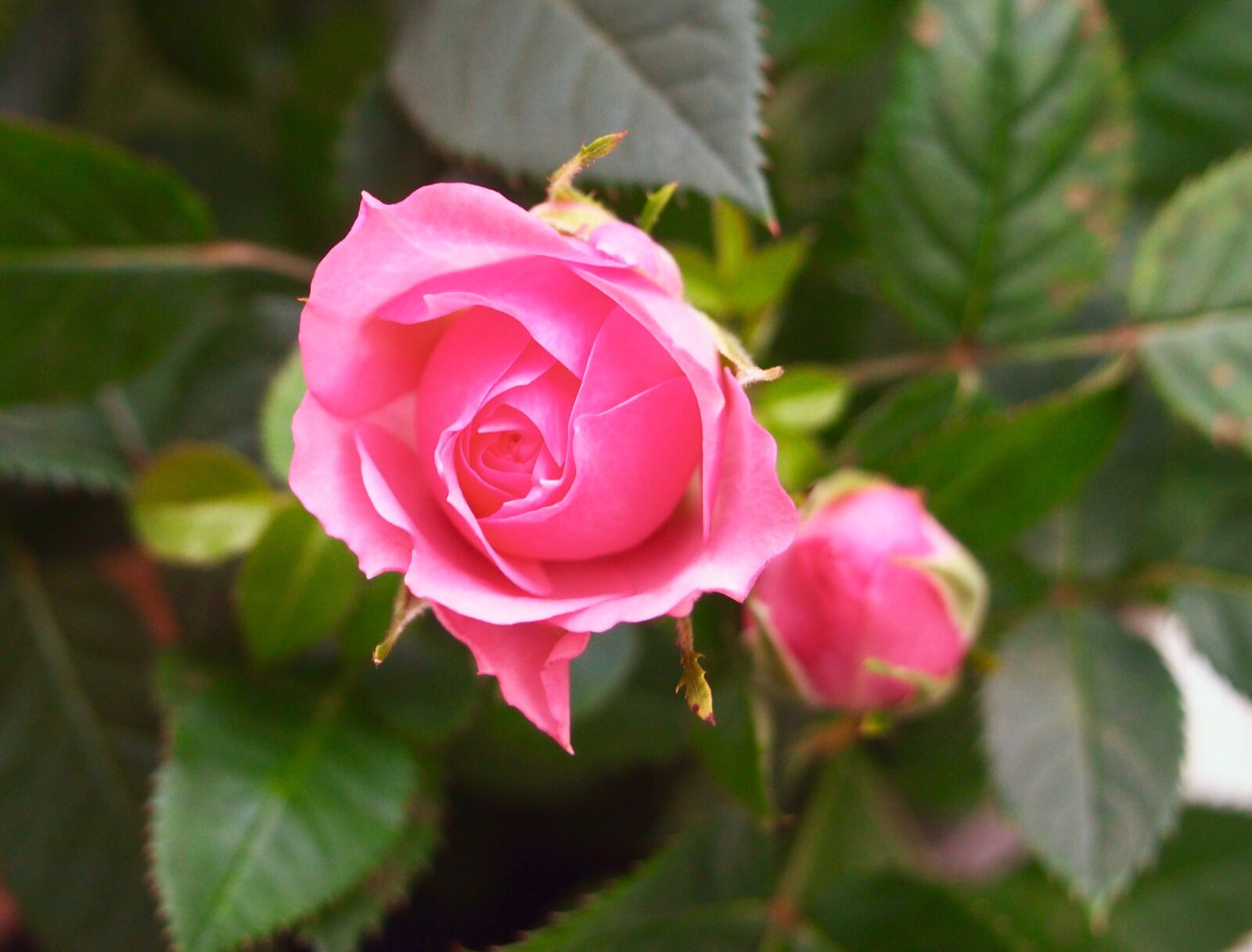 Olympus OM-D E-M5 sample photo. Flower, nature, pink, rose photography