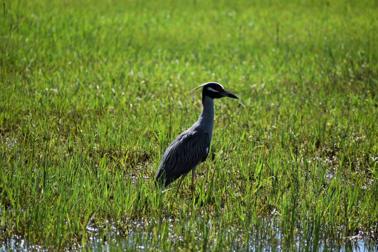 Nikon D3500 sample photo. Stork, wetland, bird photography