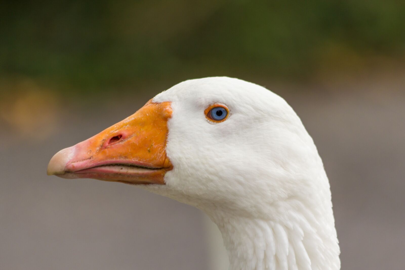 Canon EOS 60D sample photo. Goose, bill, poultry photography