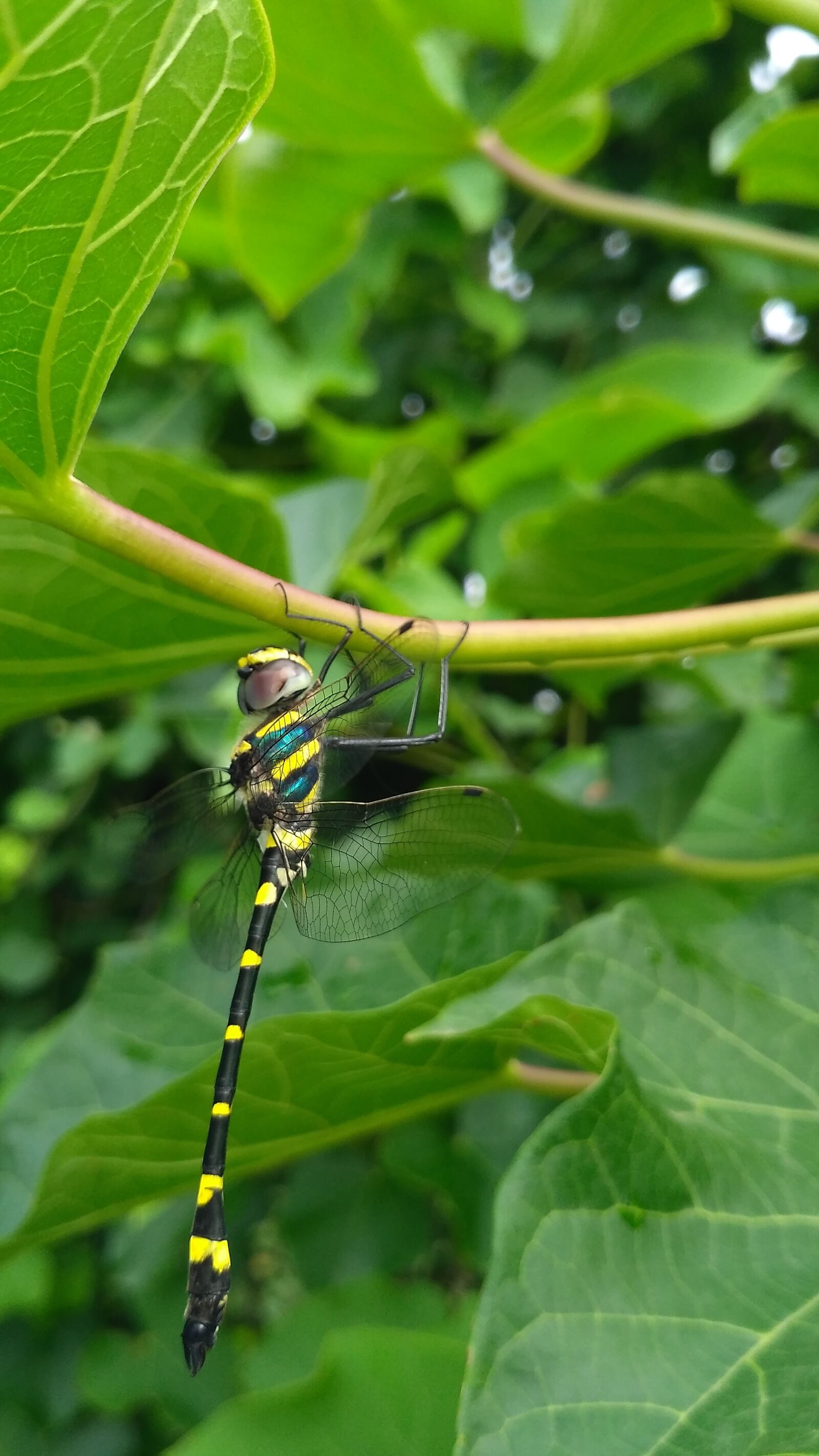 Xiaomi Redmi 3S sample photo. Nature, insect, beautiful photography