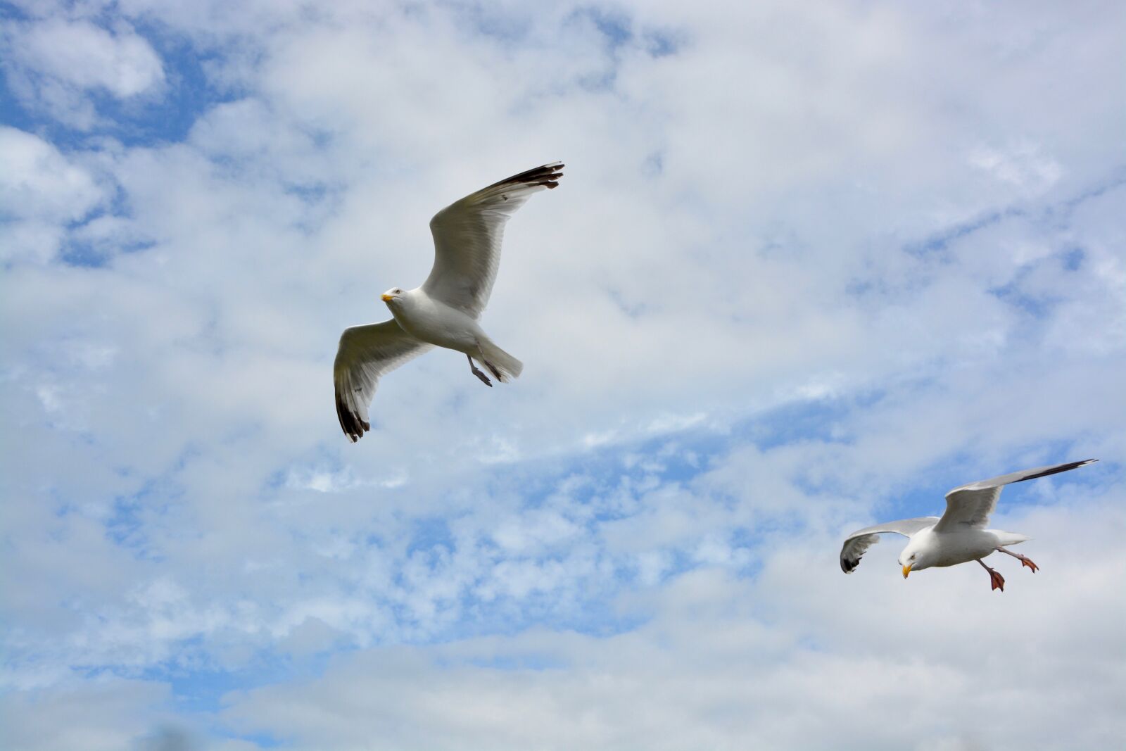 Nikon D5200 sample photo. Gulls, flight, wings photography