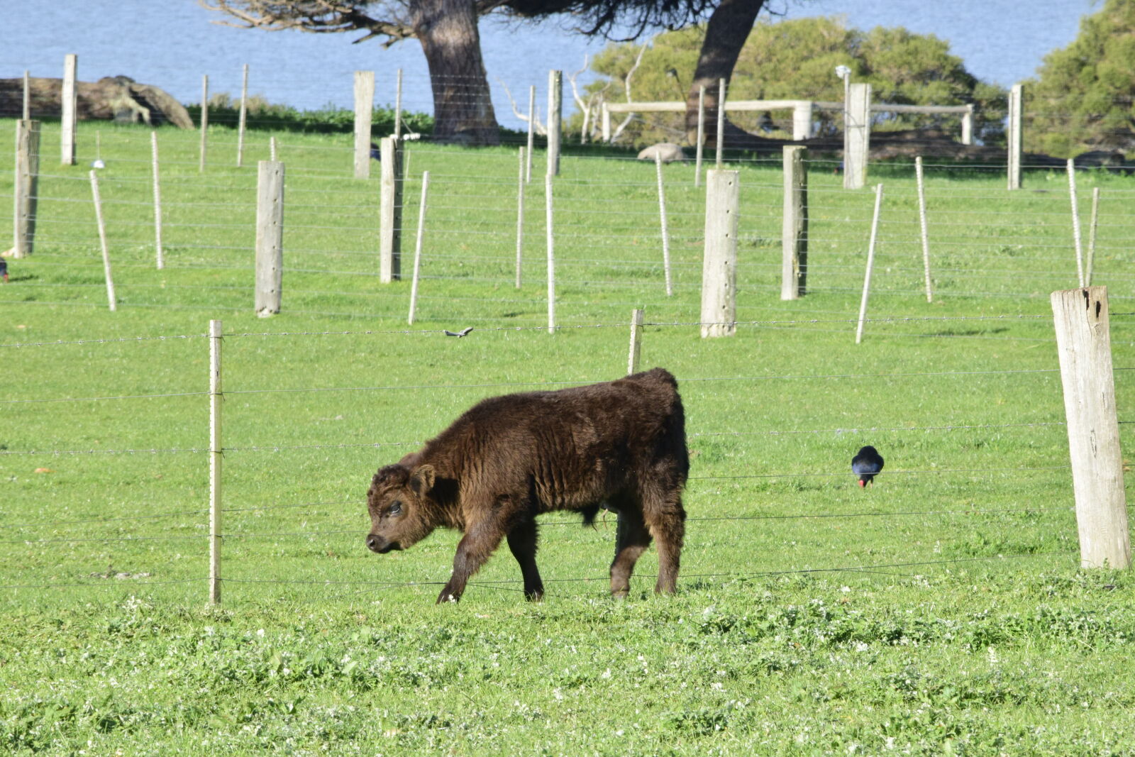 Nikon D5300 sample photo. Baby, cow, brown, cow photography