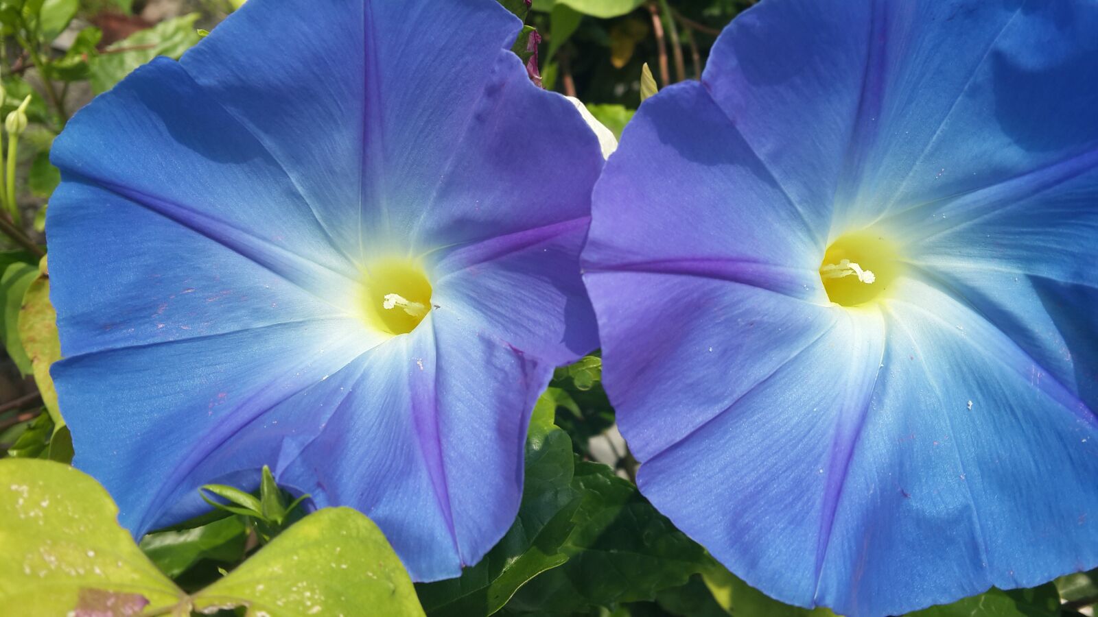 Samsung Galaxy S4 sample photo. Morning glory, flower, garden photography