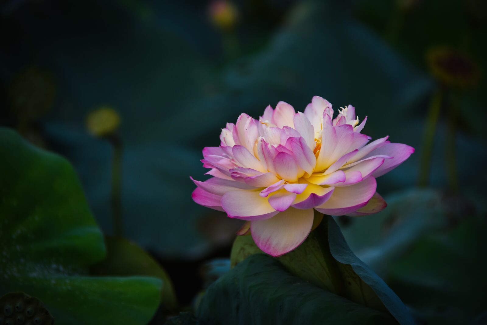 Nikon D7200 sample photo. Golden lotus border pink photography