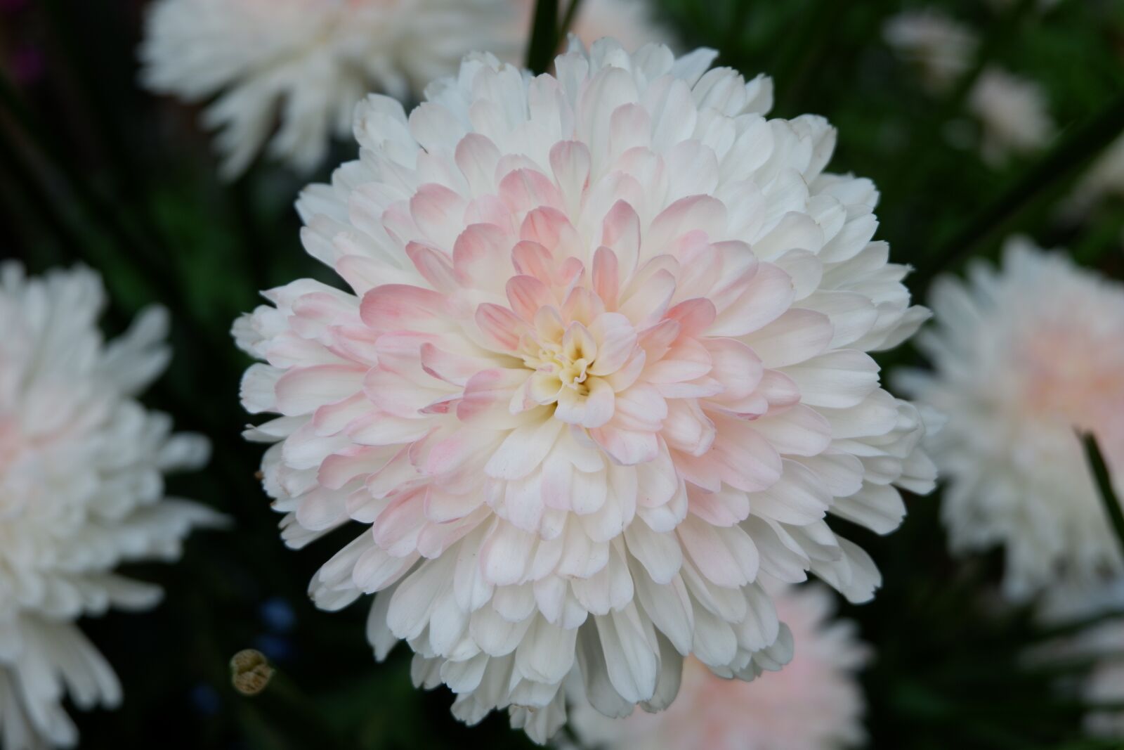 Fujifilm X-A3 + Fujifilm XC 16-50mm F3.5-5.6 OIS II sample photo. Nature, bloom, flowers photography