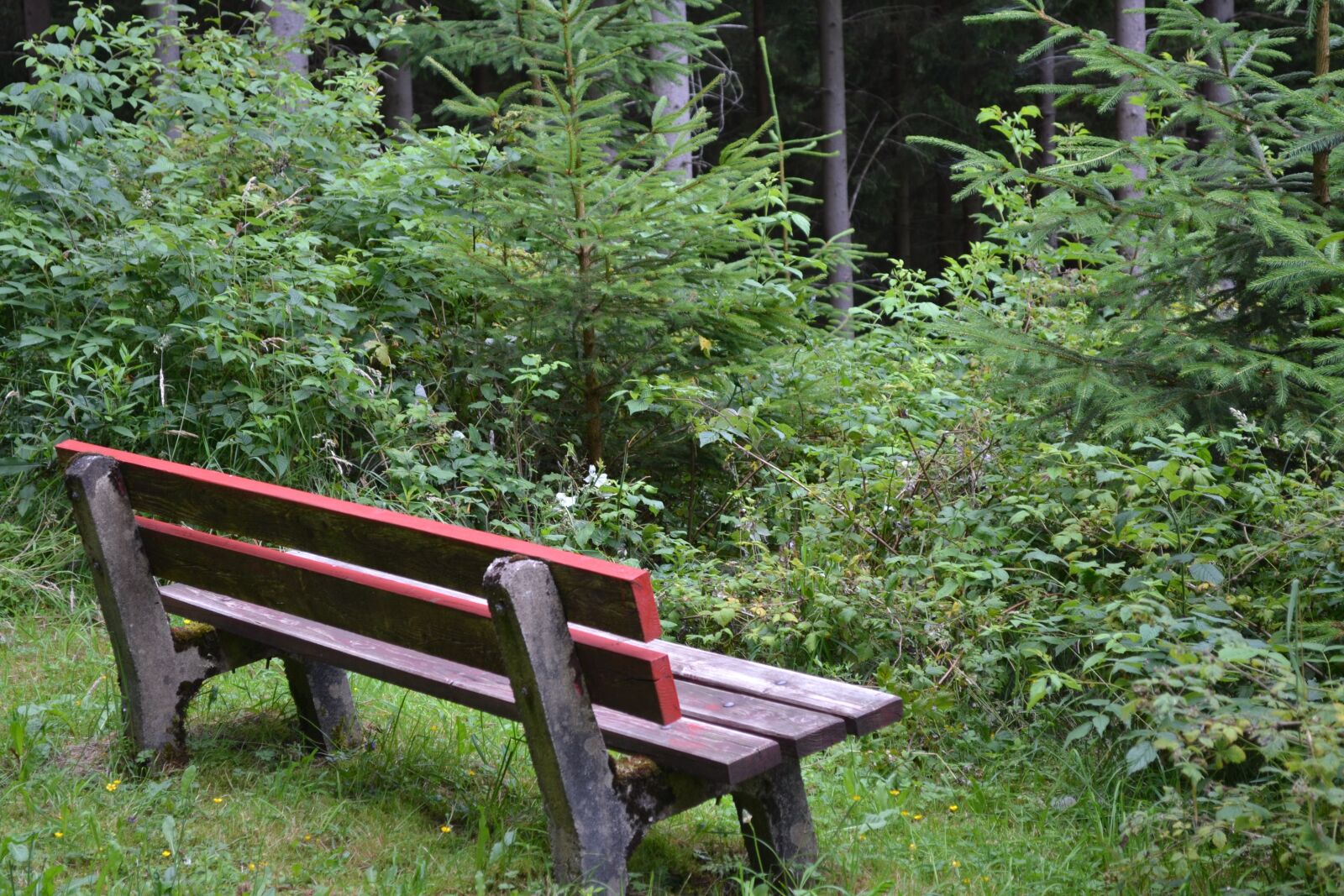 Nikon D3100 sample photo. Bank, red, forest photography