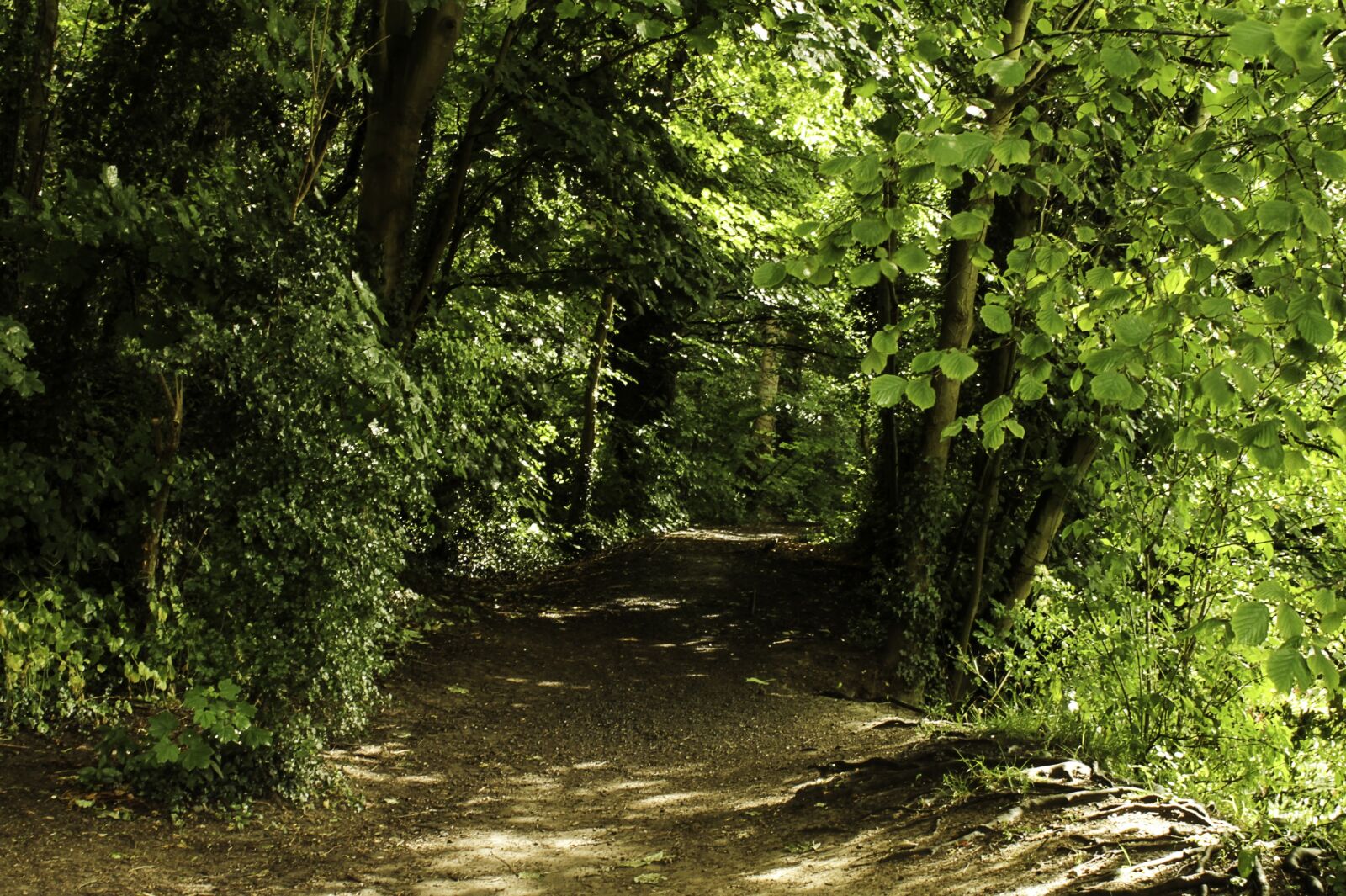 Canon EOS 1100D (EOS Rebel T3 / EOS Kiss X50) sample photo. Path, woods, forest photography