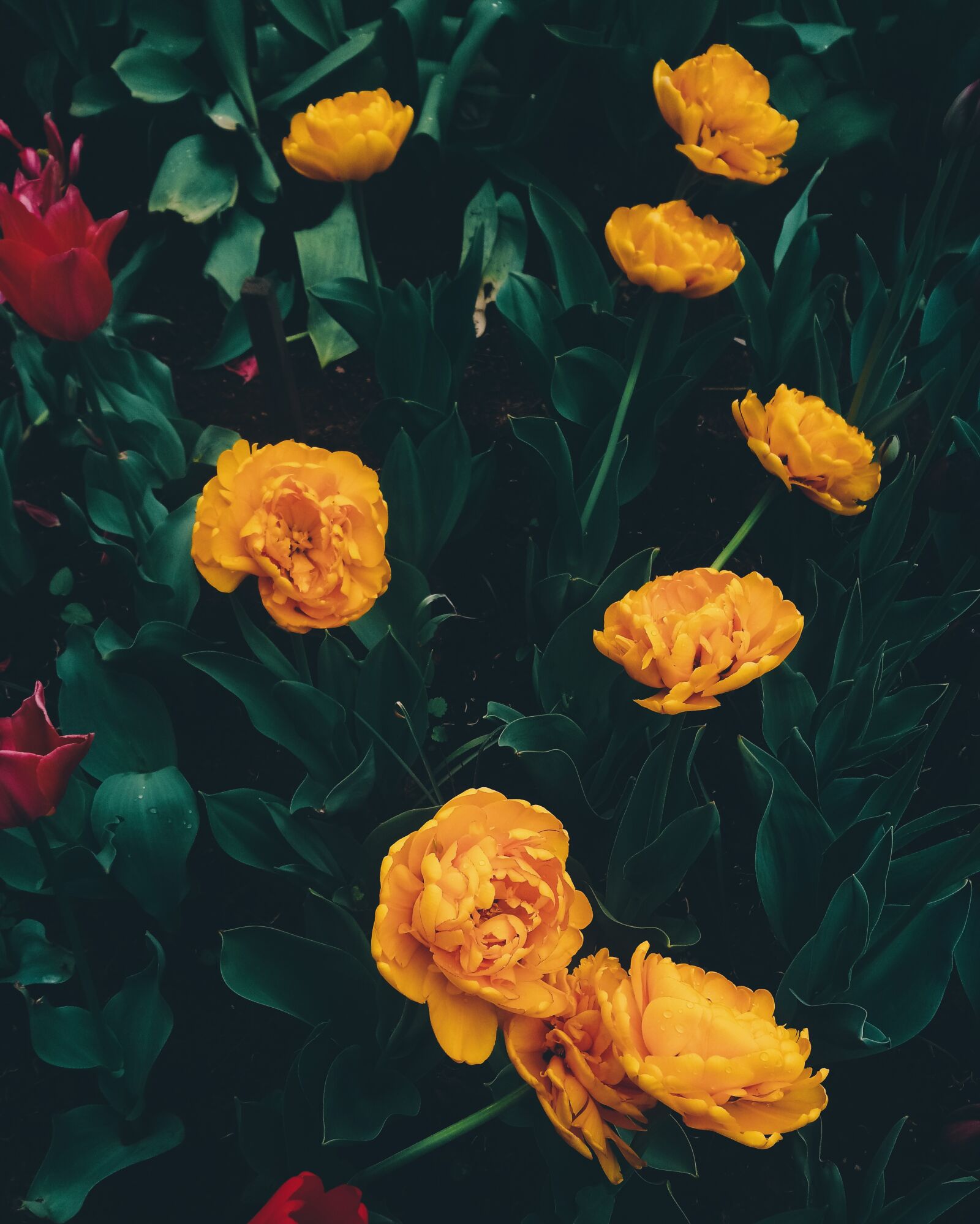 Sony Xperia XA1 Ultra sample photo. Tulips, flowers, yellow photography