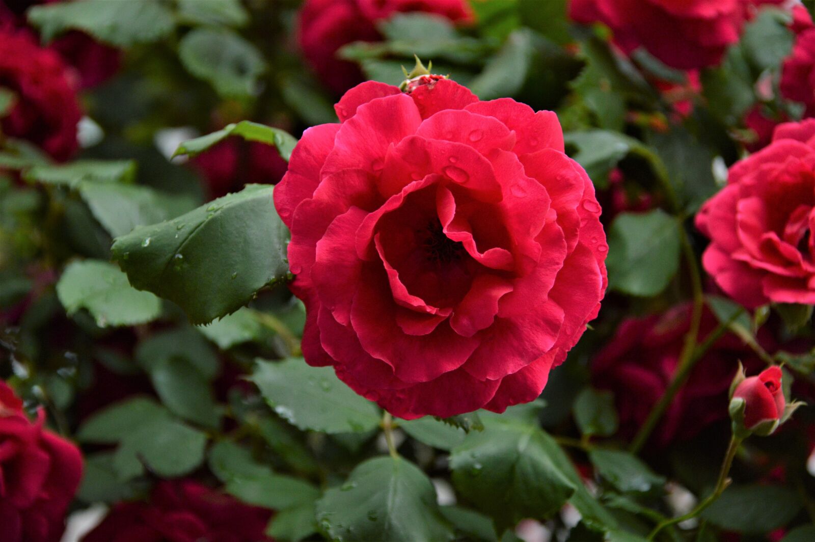 Nikon D3200 sample photo. Rose, flowers, plants photography
