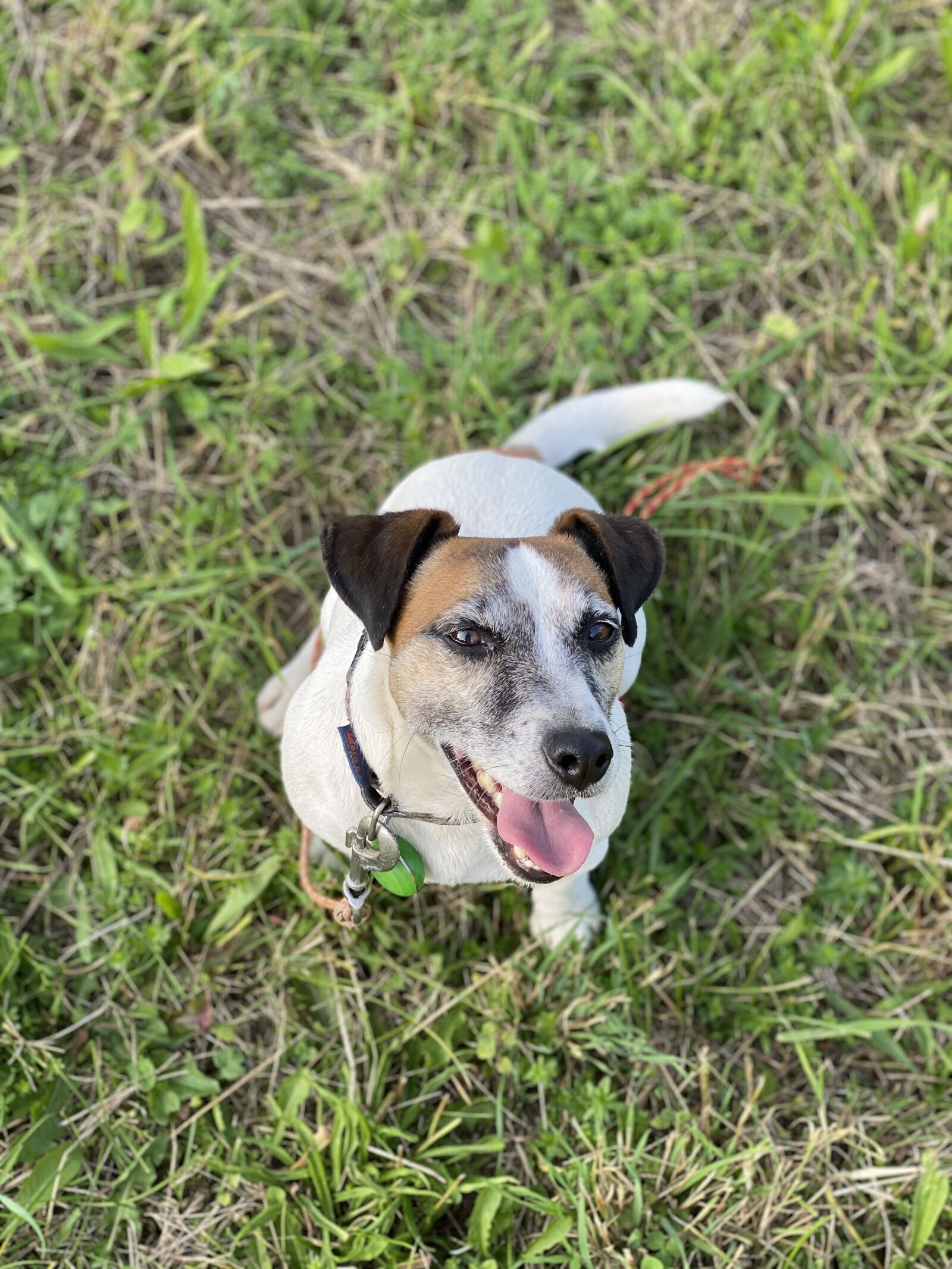 iPhone 11 Pro back dual camera 6mm f/2 sample photo. Jack russell terrier, dog photography