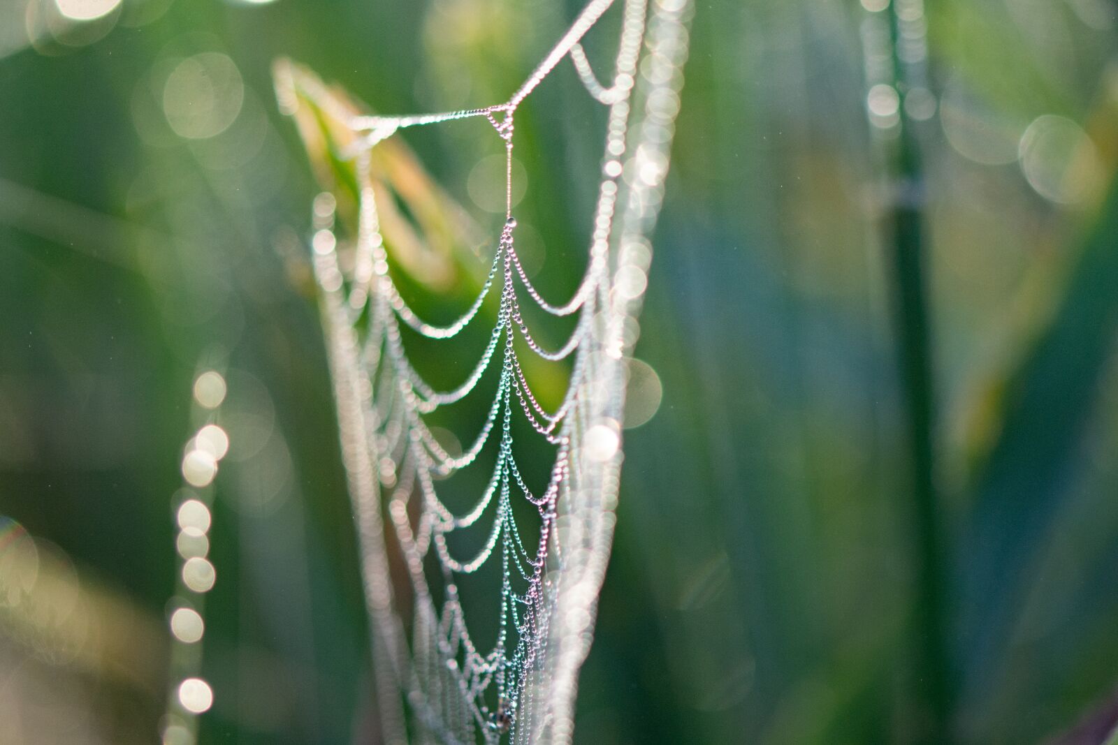 Nikon D7100 sample photo. Cobweb, spiderweb, droplets photography