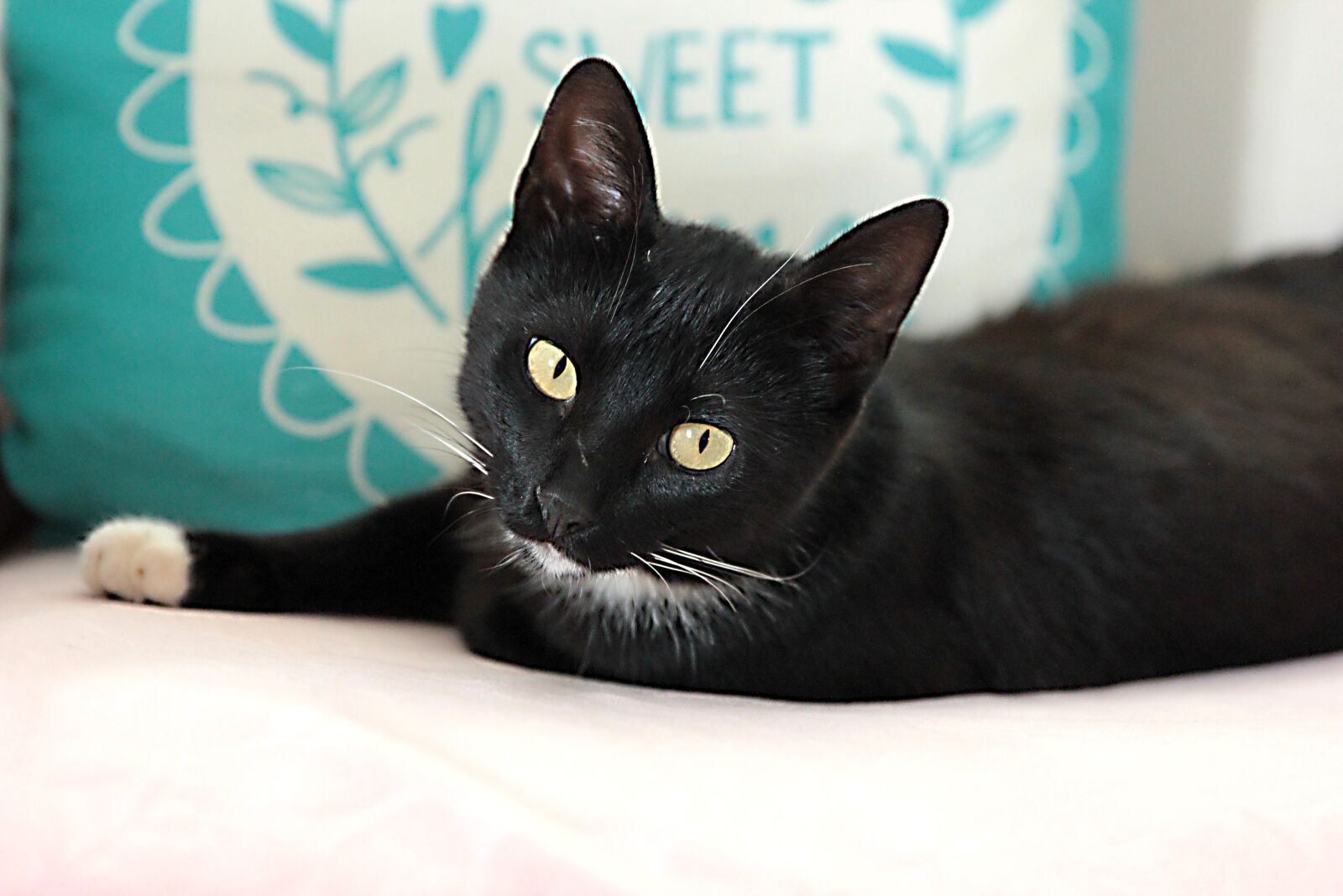 Canon EOS 550D (EOS Rebel T2i / EOS Kiss X4) sample photo. Cat, my cat, my photography
