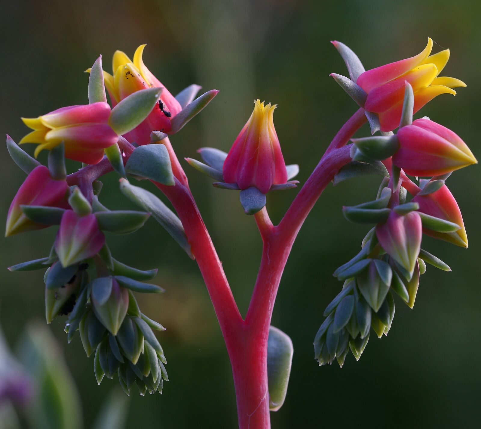 Canon EF 100mm F2.8L Macro IS USM sample photo. Nature, flower, succulent photography