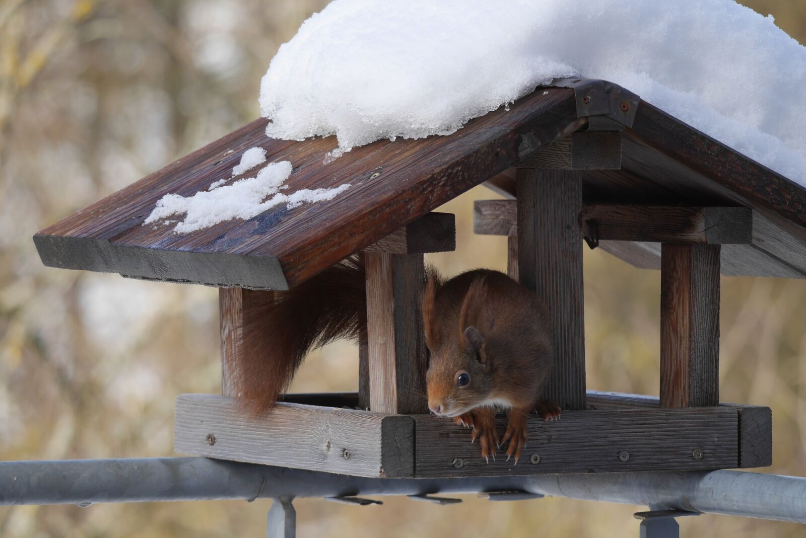 Panasonic Lumix DMC-GH3 sample photo. Aviary, squirrel, nature photography