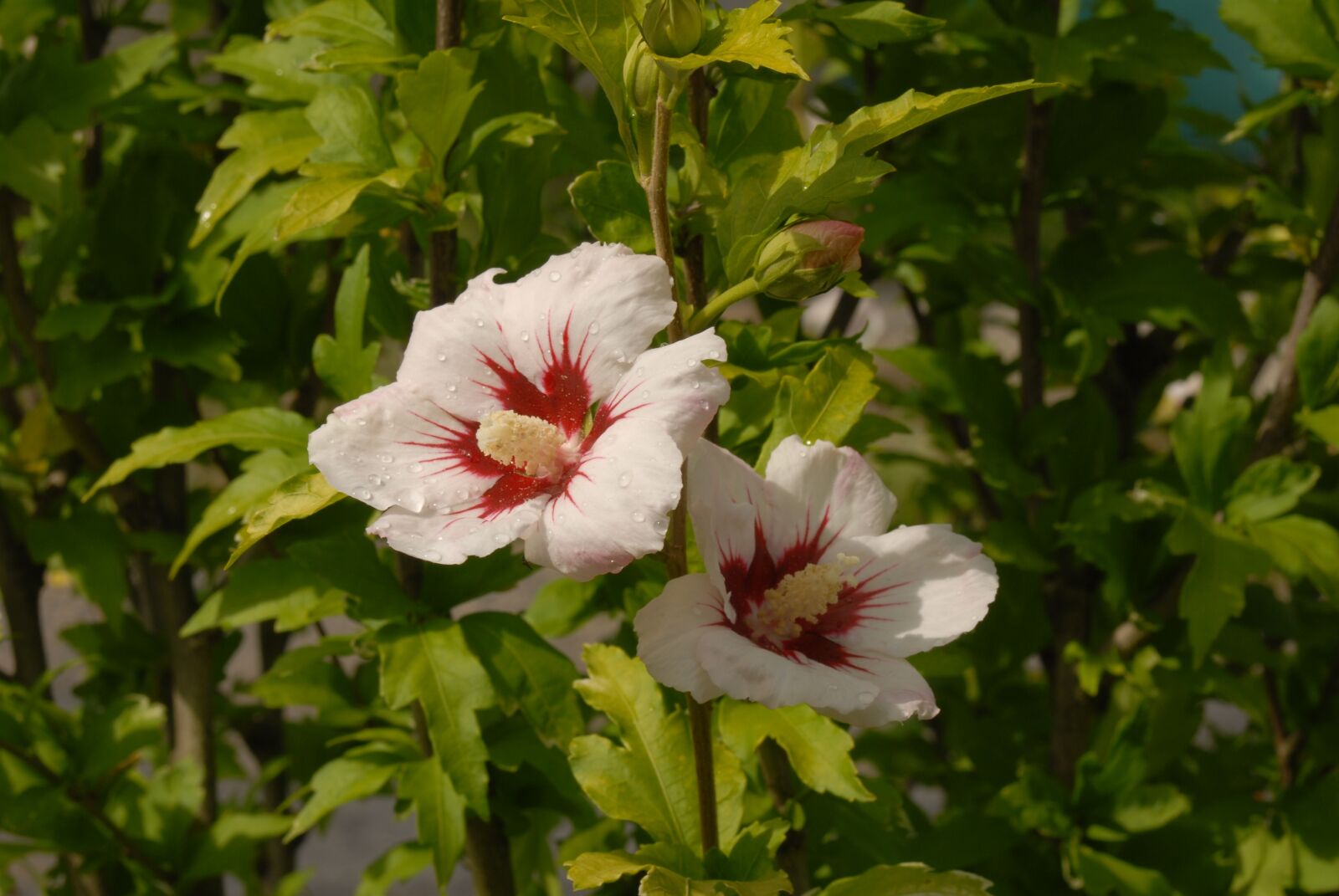 Nikon D200 sample photo. Hibiscus, flower, garden photography