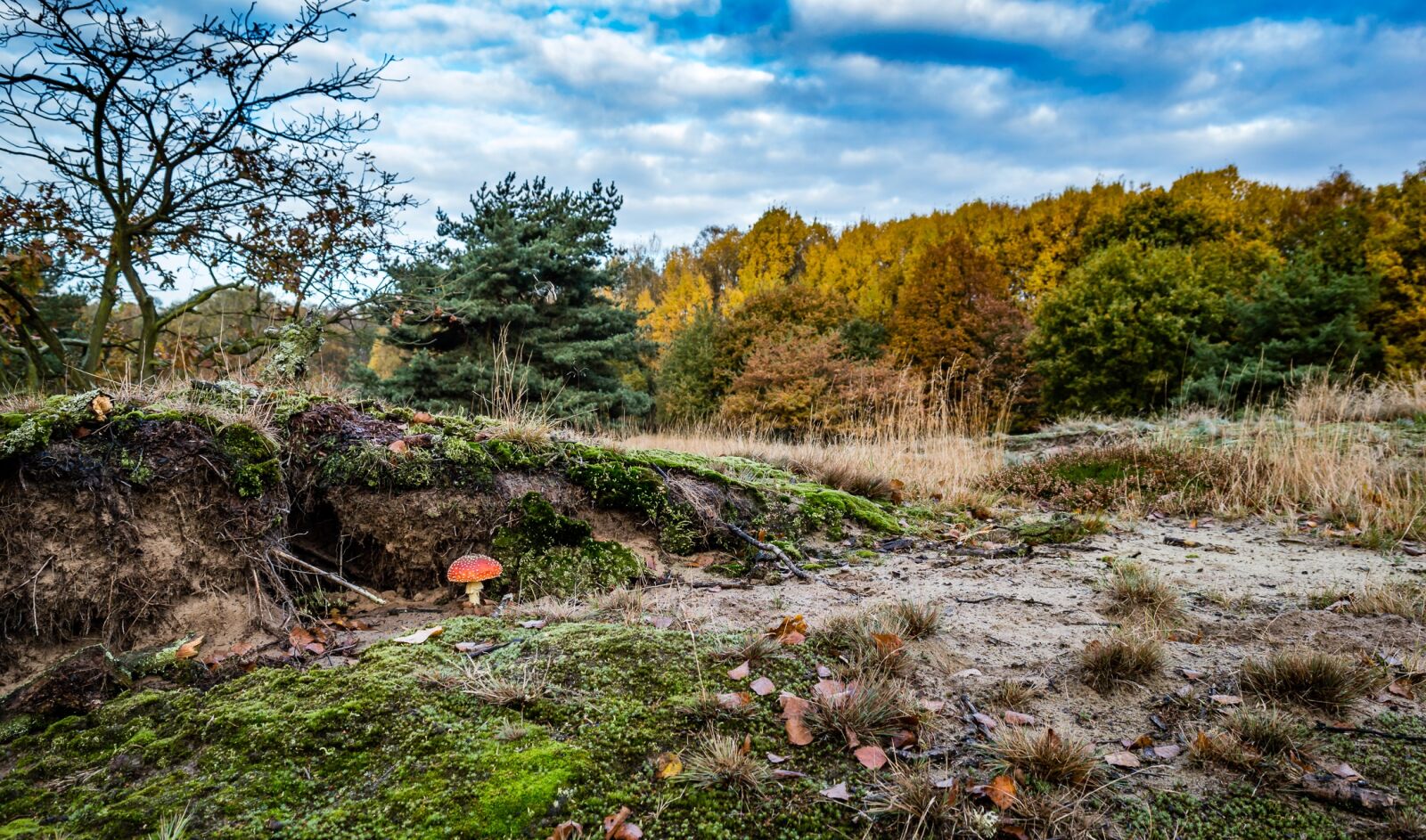 Nikon D3200 sample photo. Fly agaric, mushroom, toxic photography