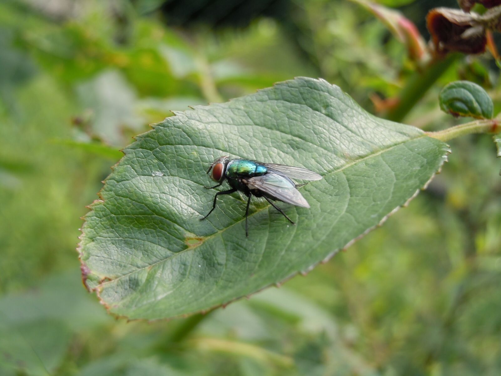 Nikon Coolpix S6000 sample photo. Fly, wing, leaf photography