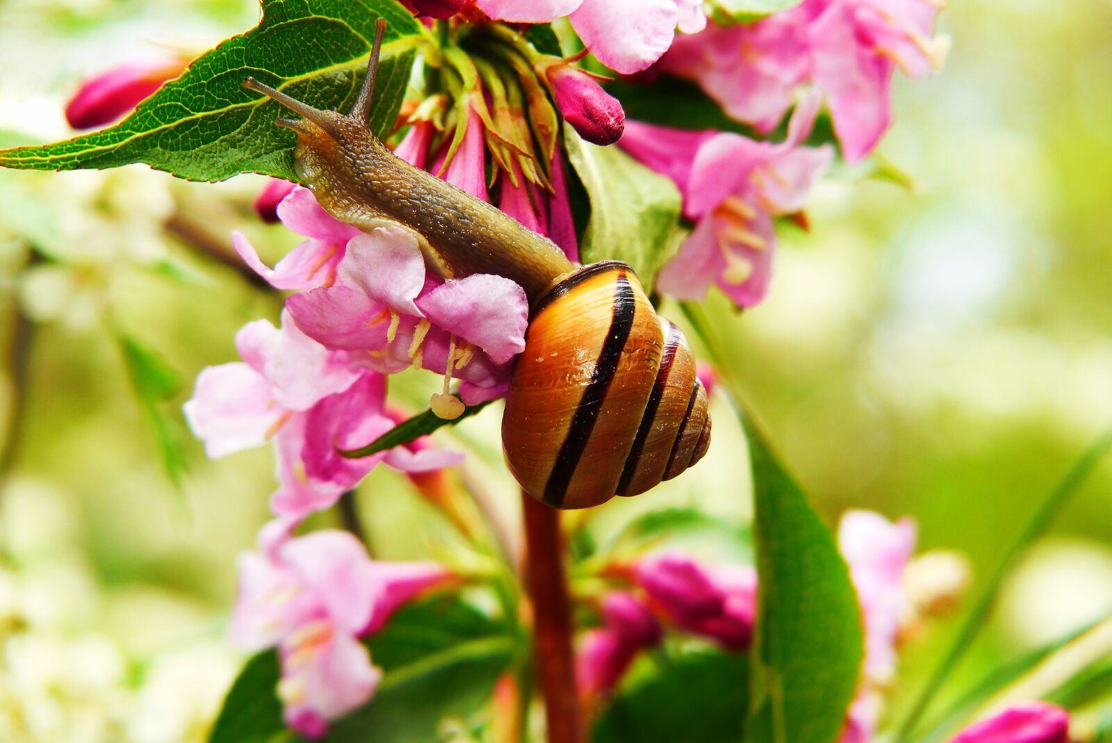 Panasonic Lumix DMC-FZ200 sample photo. Jasmine, flower, posts photography