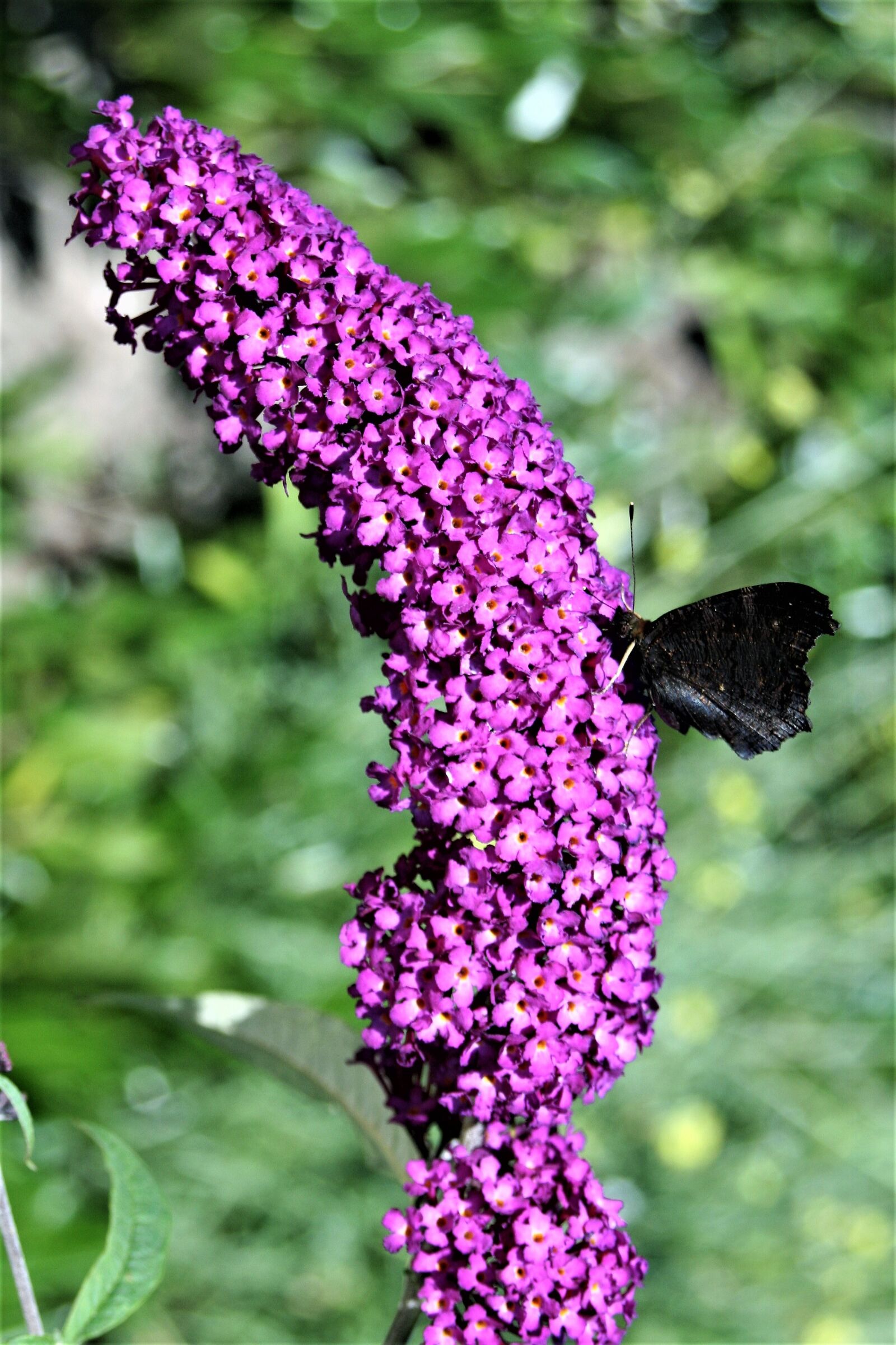 Canon EOS 350D (EOS Digital Rebel XT / EOS Kiss Digital N) sample photo. Purple, flower, purple flower photography
