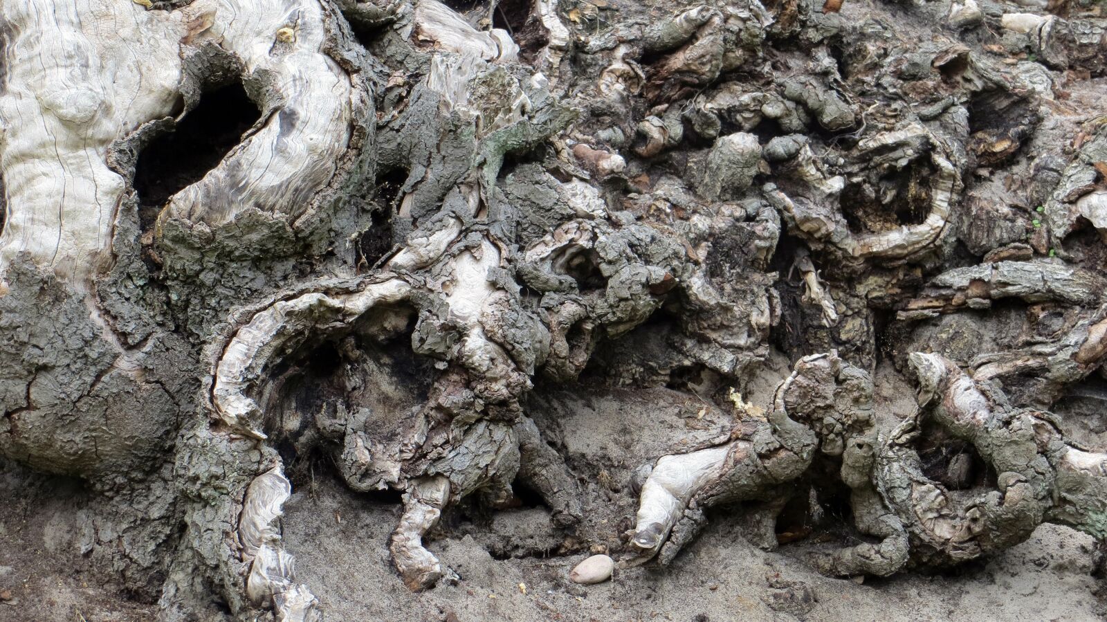 Canon PowerShot SX240 HS sample photo. Tree, tree roots, ver photography