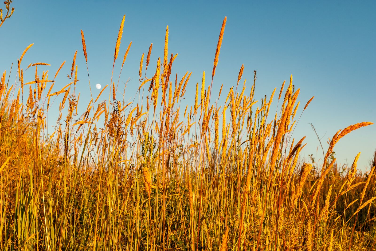 Nikon D80 sample photo. Boot, fields, sunset photography