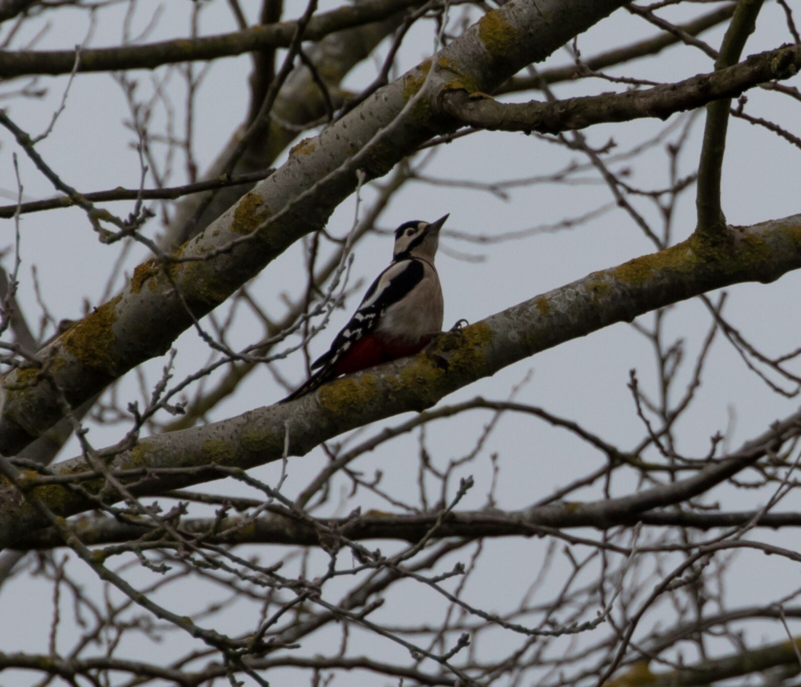 Canon EOS 7D Mark II sample photo. Great spotted woodpecker, woodpecker photography