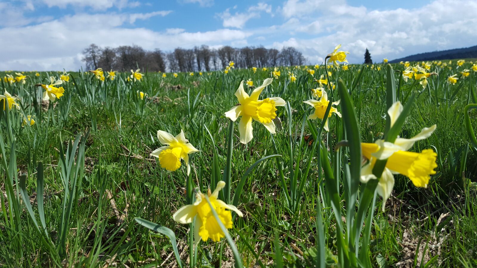 Samsung GALAXY S6 edge sample photo. Daffodil, spring, flower photography