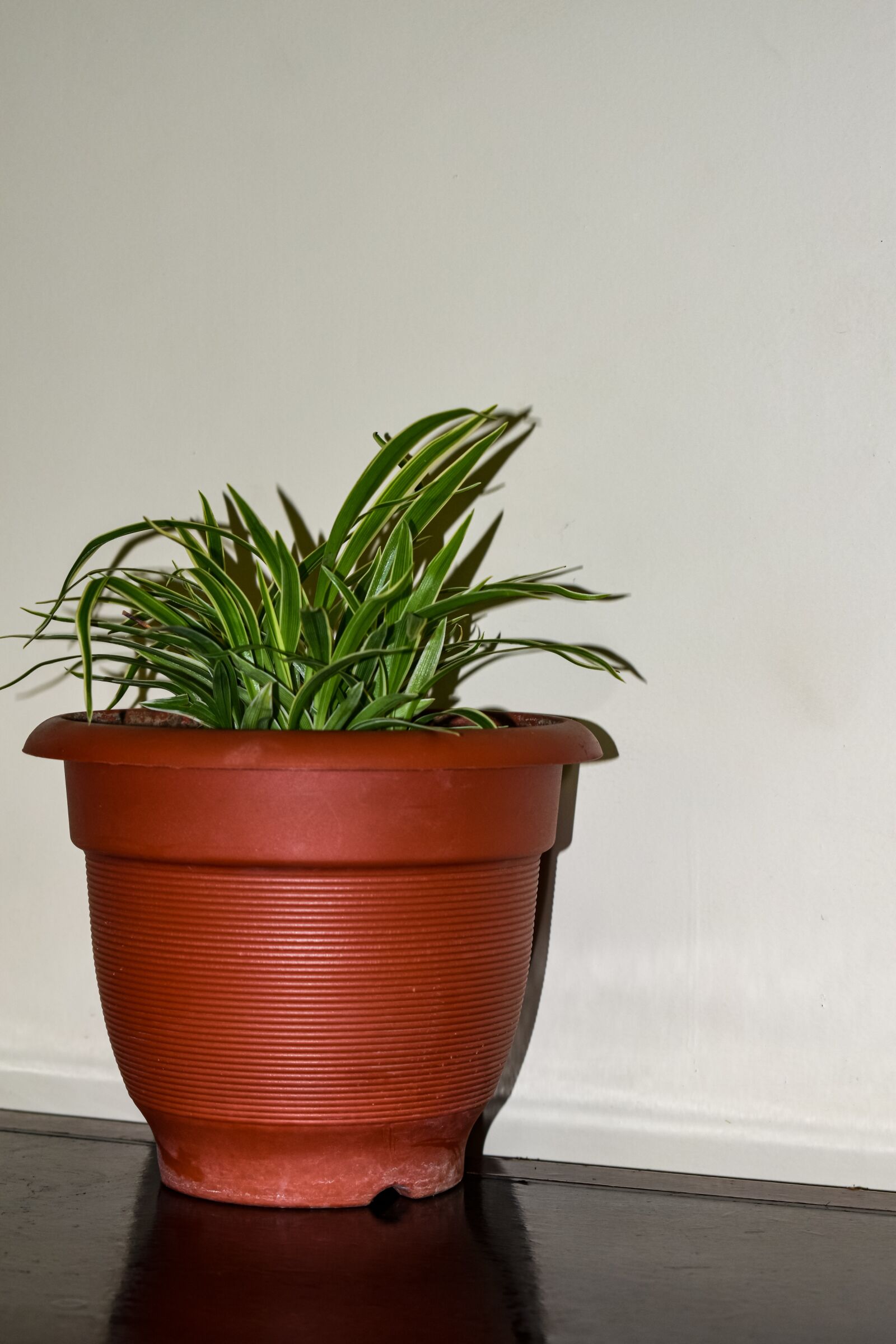 Nikon D3500 sample photo. Plant, green, leaf photography
