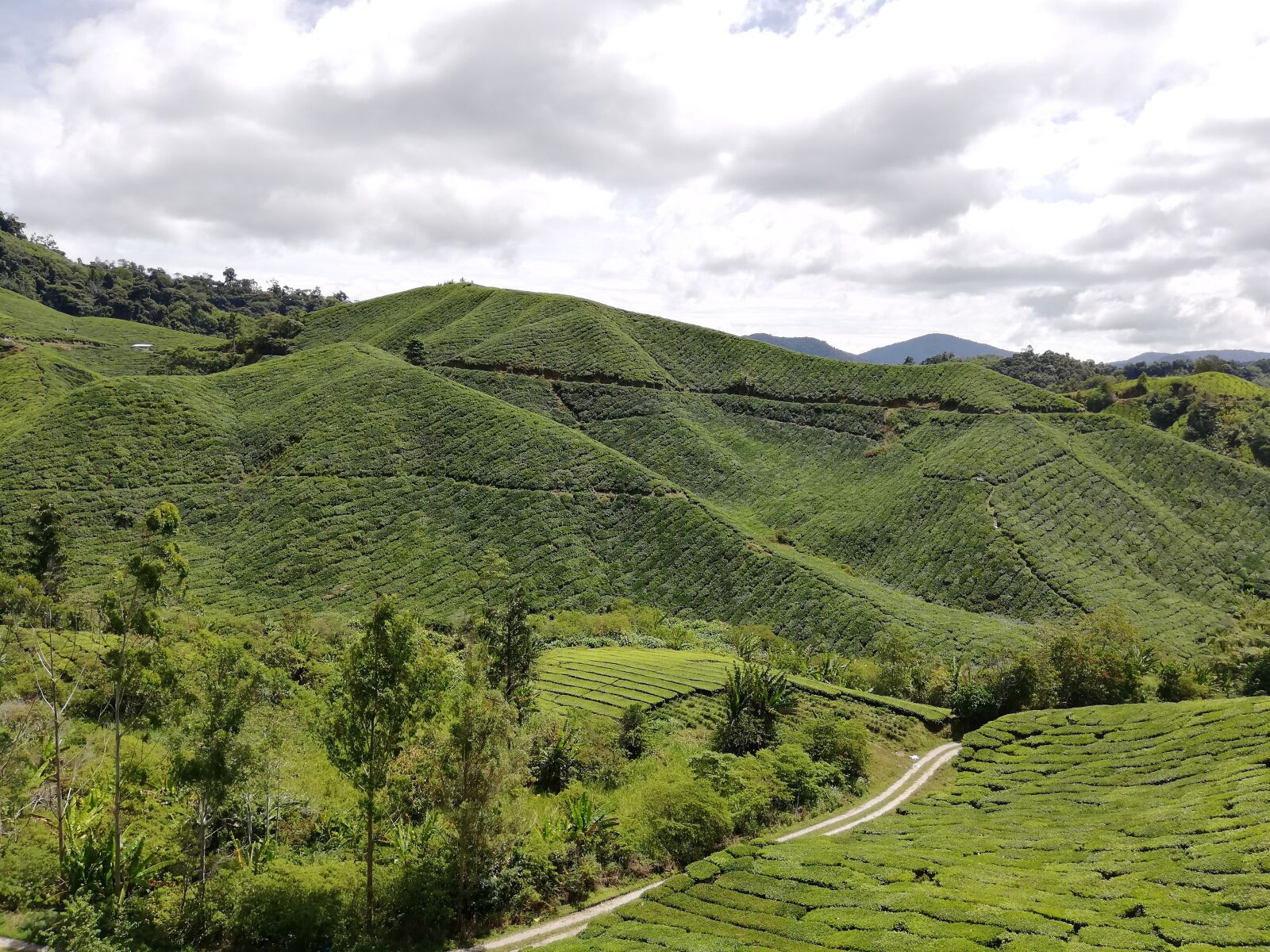 HUAWEI P20 lite sample photo. Nature, tea plantation, malaysia photography