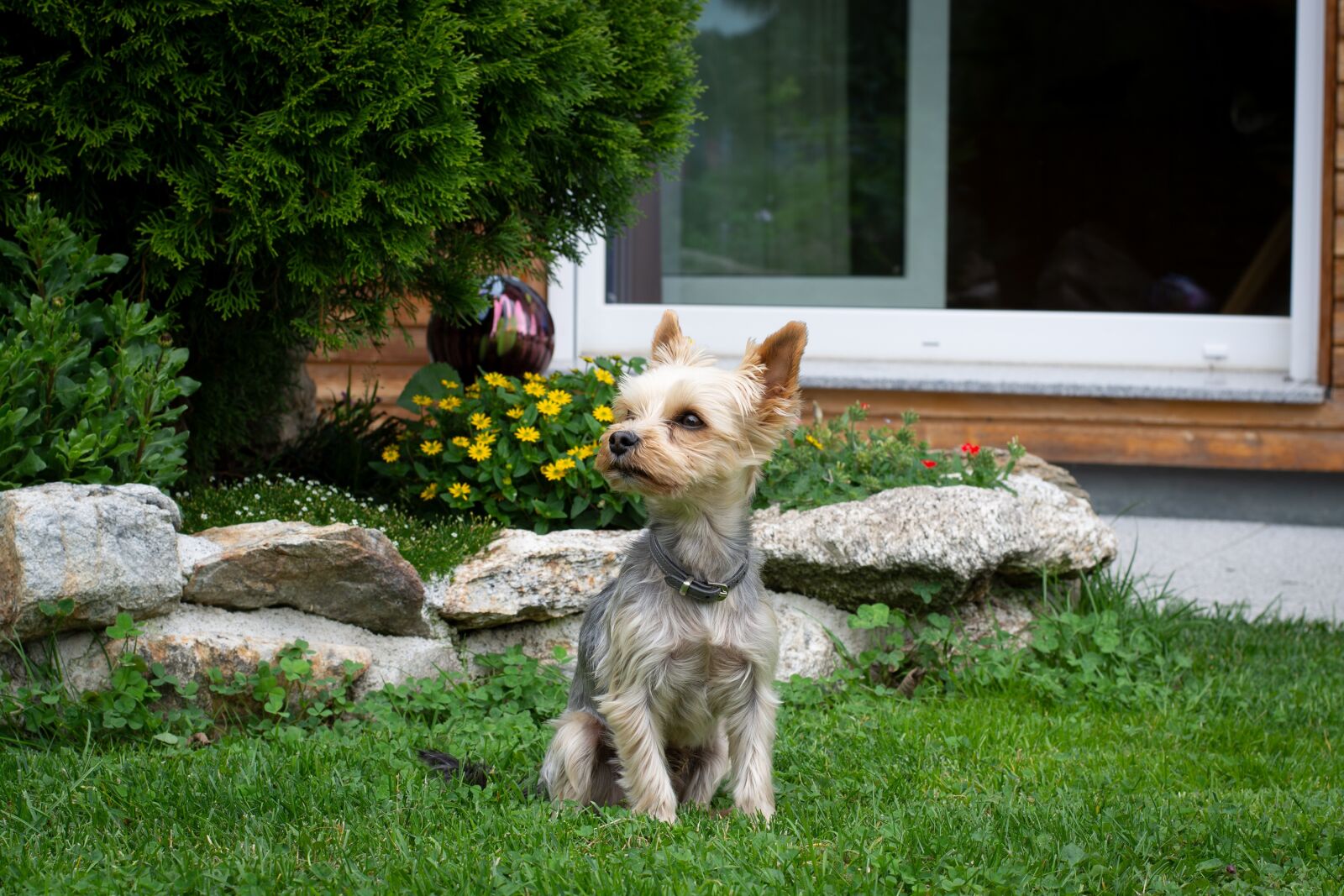 Nikon D7100 sample photo. Dog, animal, pet photography