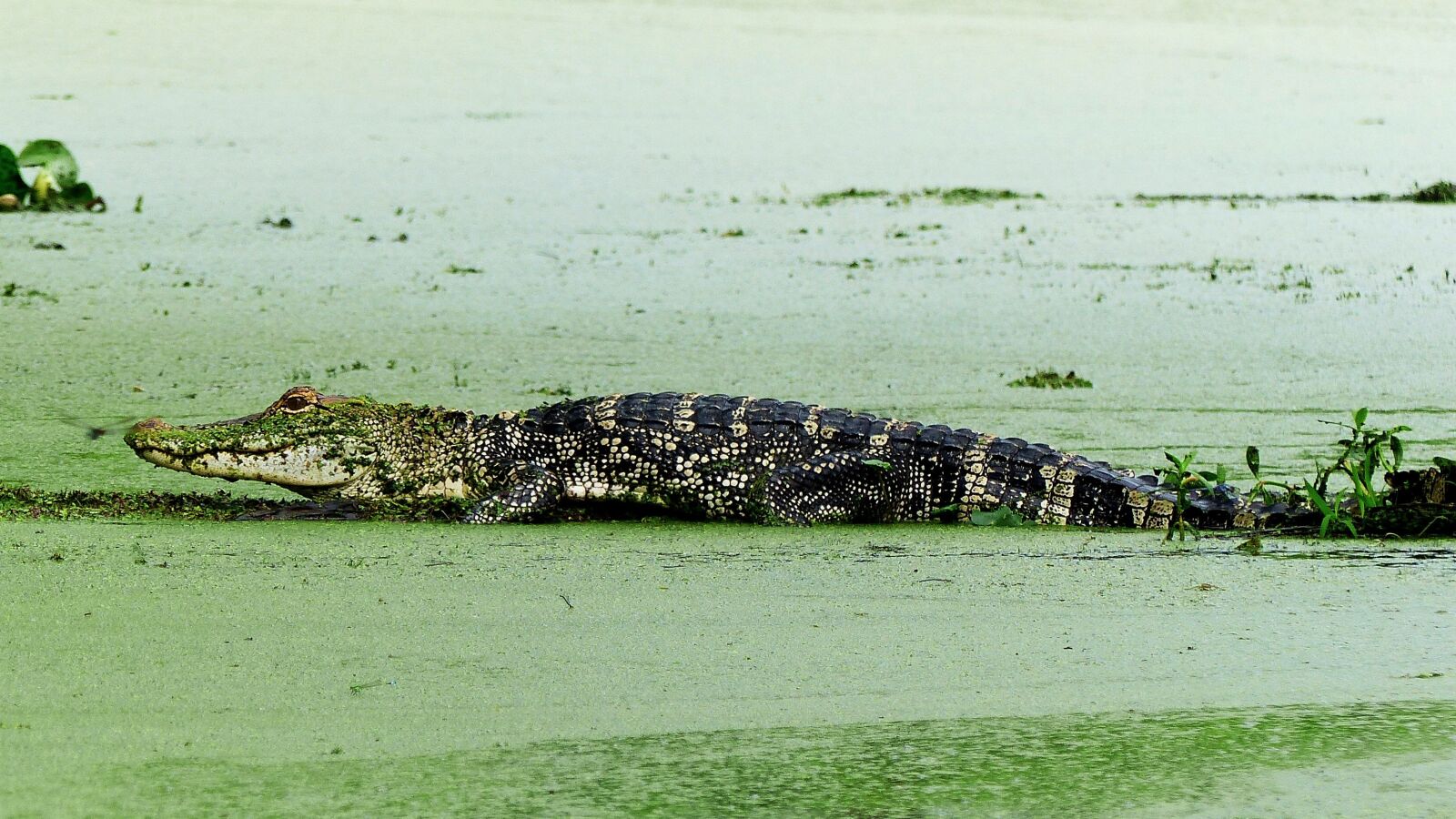 Panasonic Lumix DMC-FZ200 sample photo. Alligator, animal, bayou photography