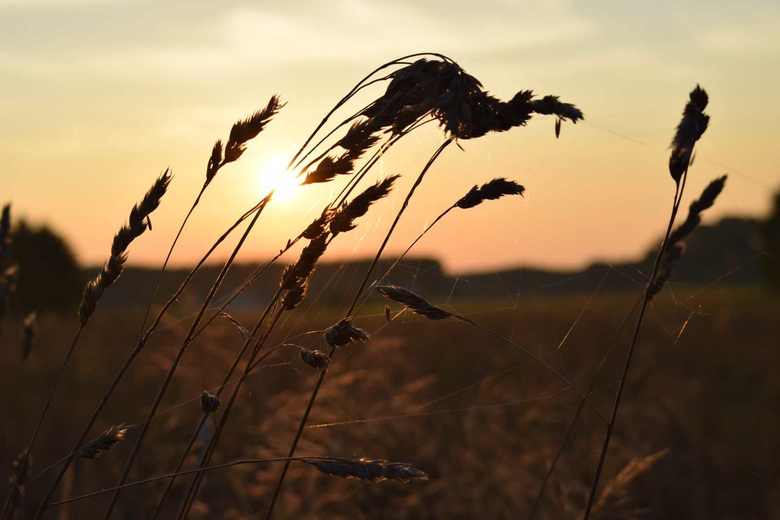 Nikon D3300 sample photo. Summer, meadow, field photography