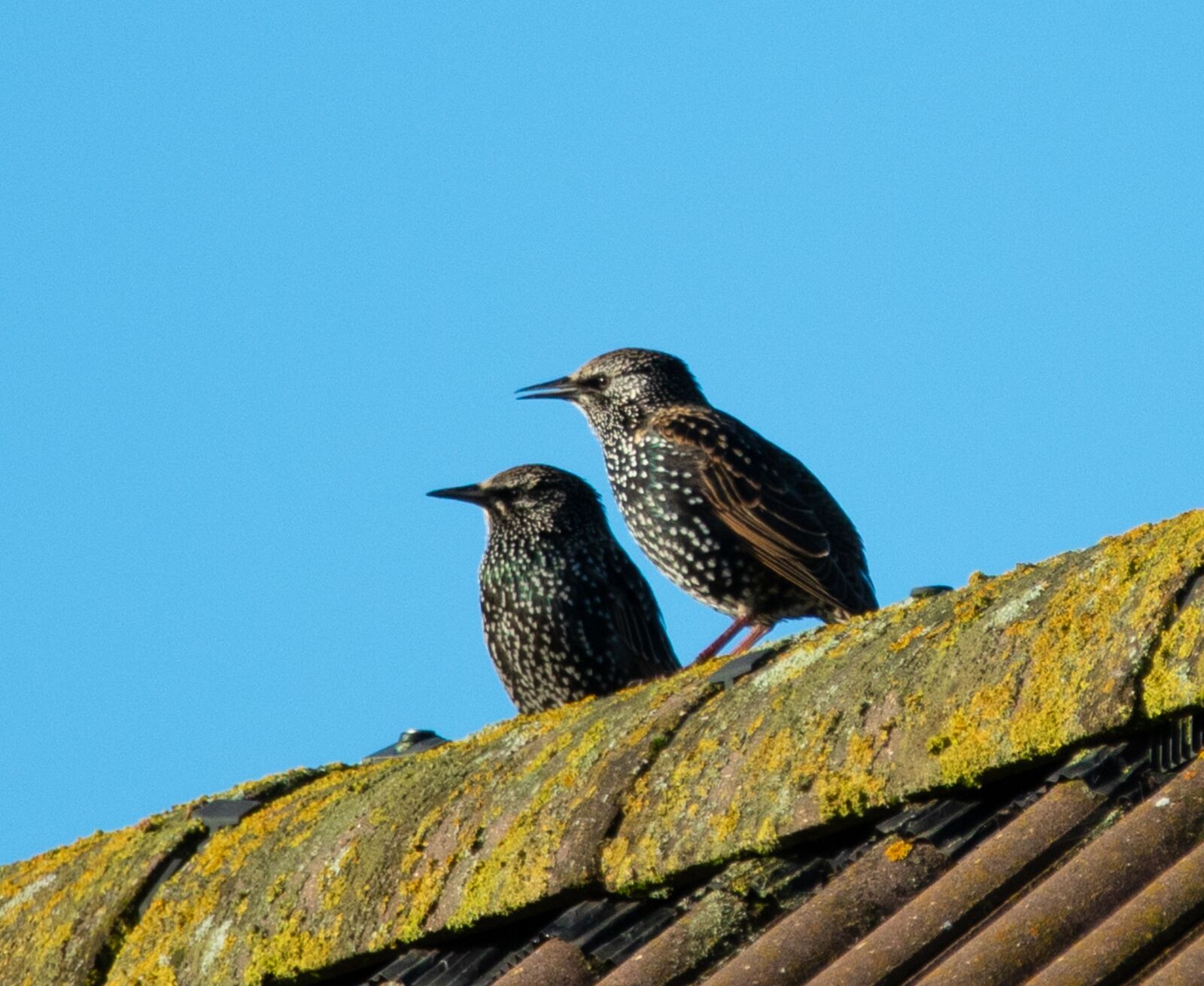 150-600mm F5-6.3 DG OS HSM | Contemporary 015 sample photo. Starling, starling on a photography