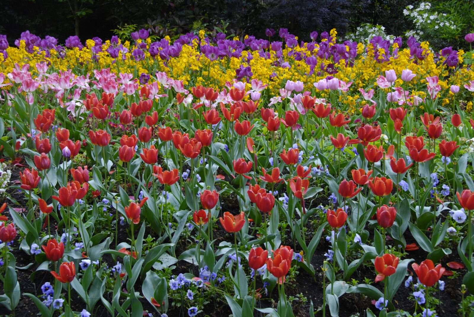 Nikon D80 sample photo. Flowers, garden, nature photography
