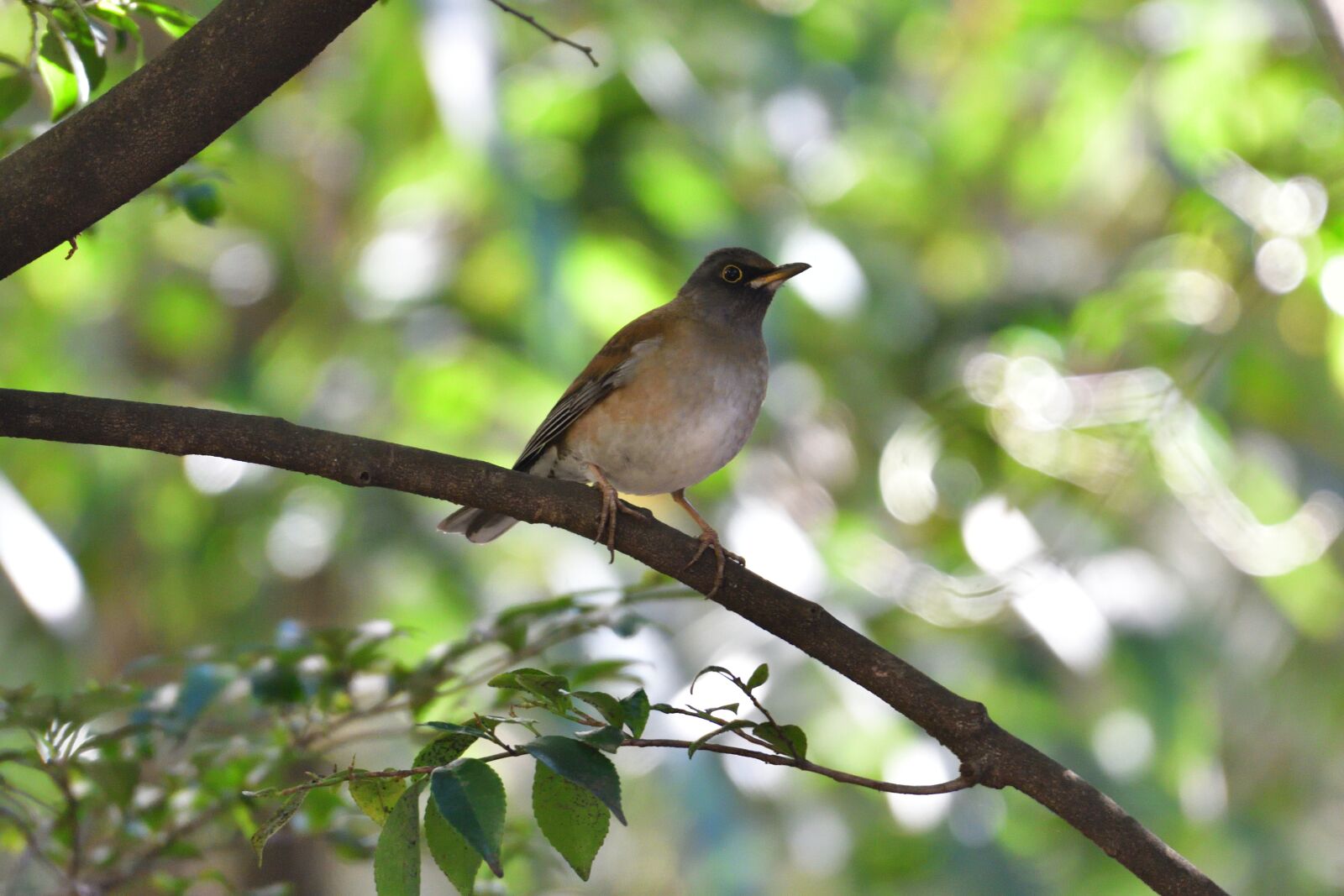 Nikon D500 sample photo. Natural, wild animals, bird photography