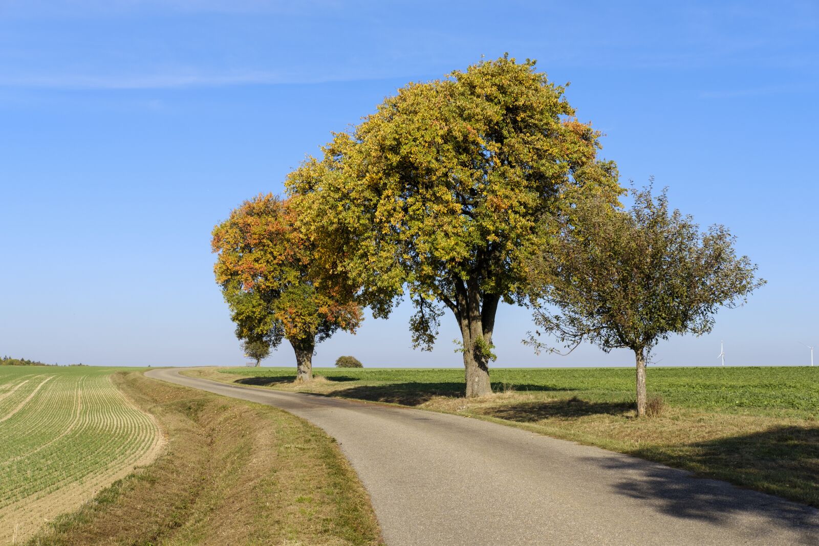 Fujifilm X-T2 + Fujifilm XF 35mm F2 R WR sample photo. Trees, autumn, road photography