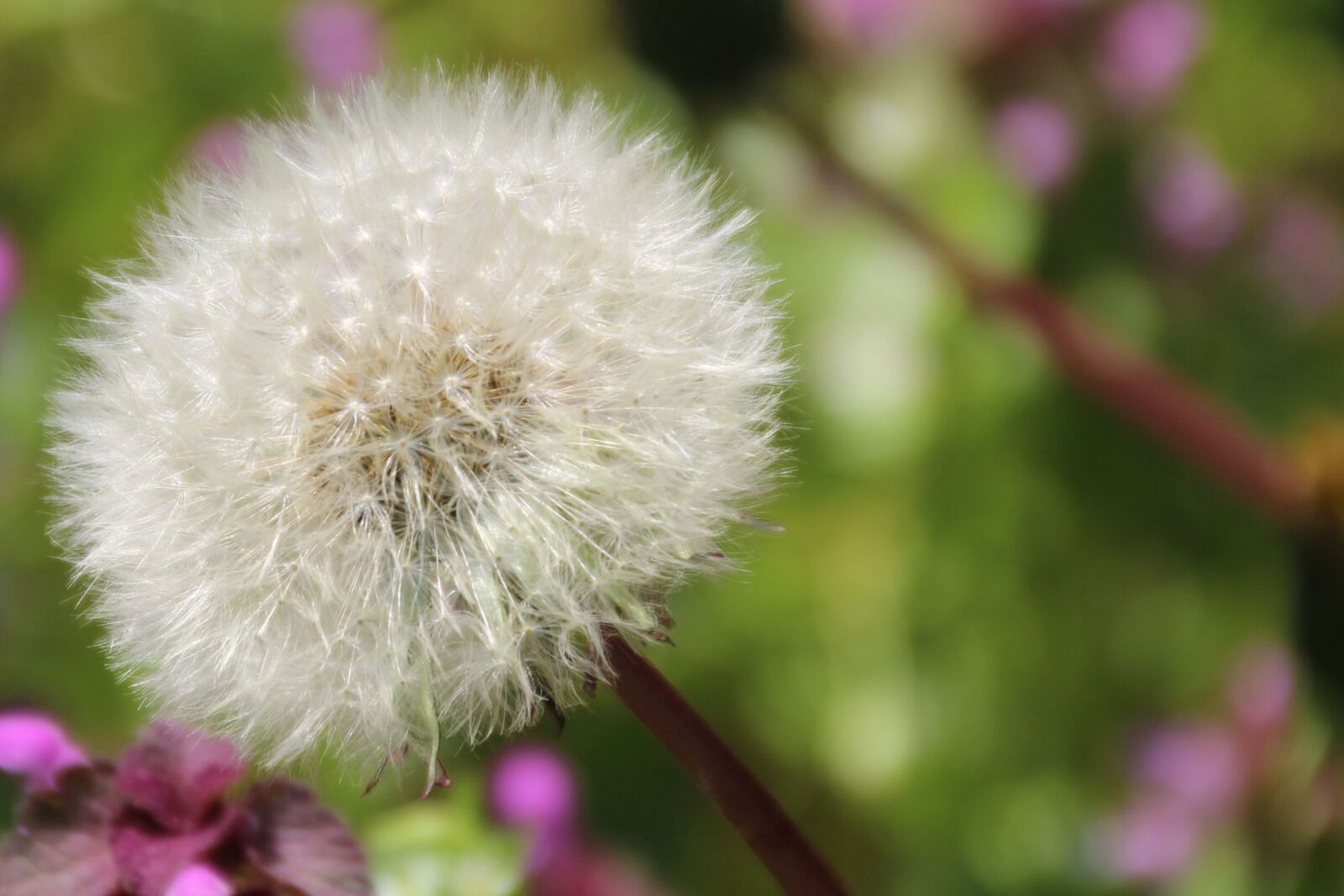 Canon EOS 1200D (EOS Rebel T5 / EOS Kiss X70 / EOS Hi) sample photo. Dandelion, seeds, nature photography