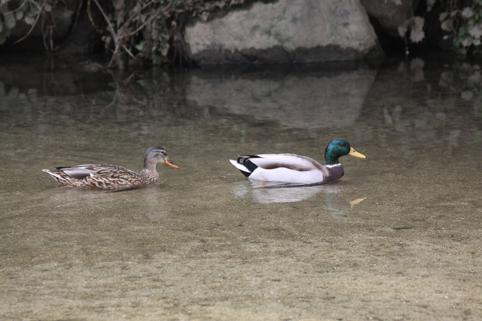 Canon EOS 50D sample photo. Mallard duck, pair, waterfowl photography