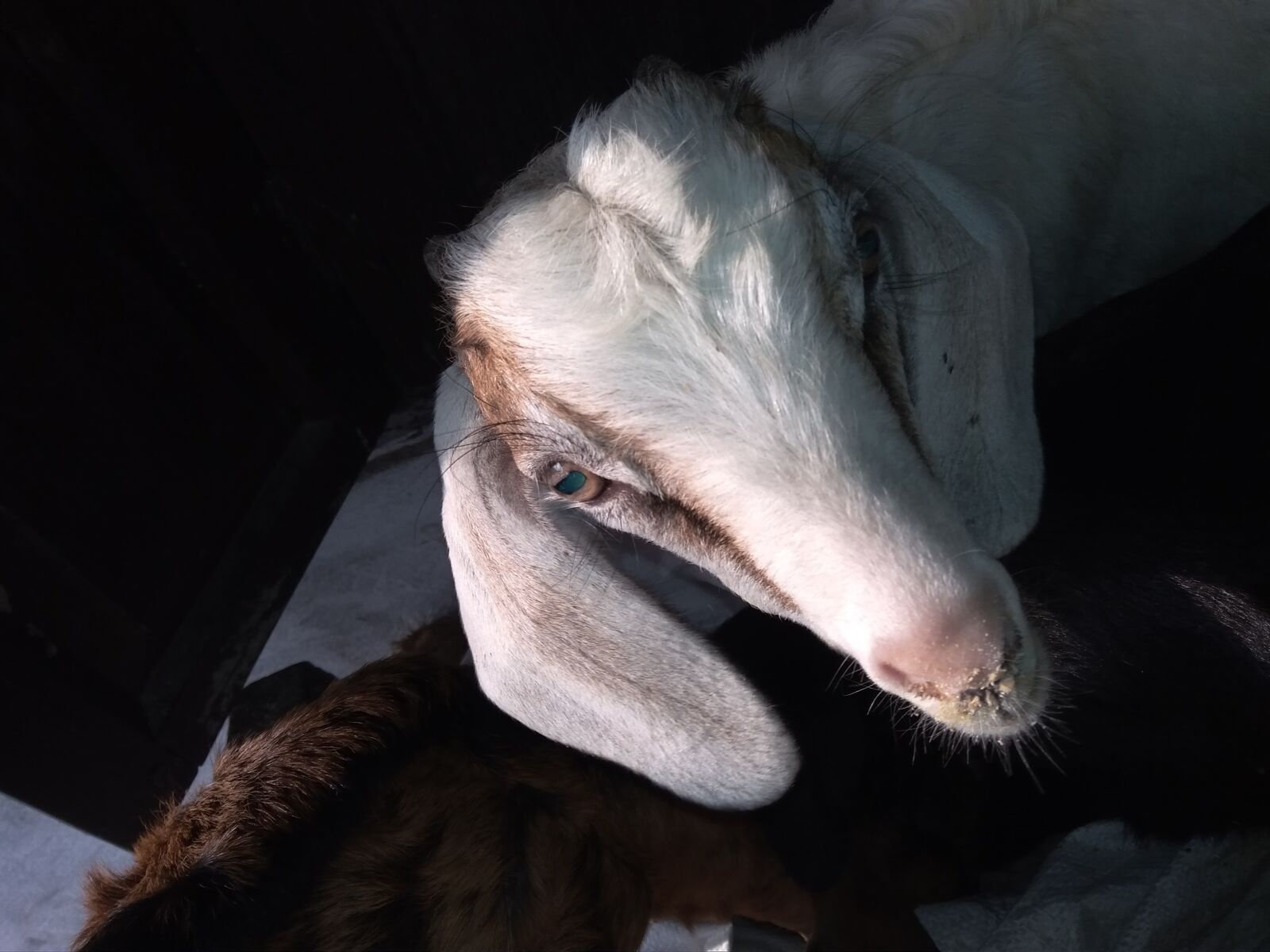 Xiaomi Redmi 4A sample photo. Goat, baby, cute photography
