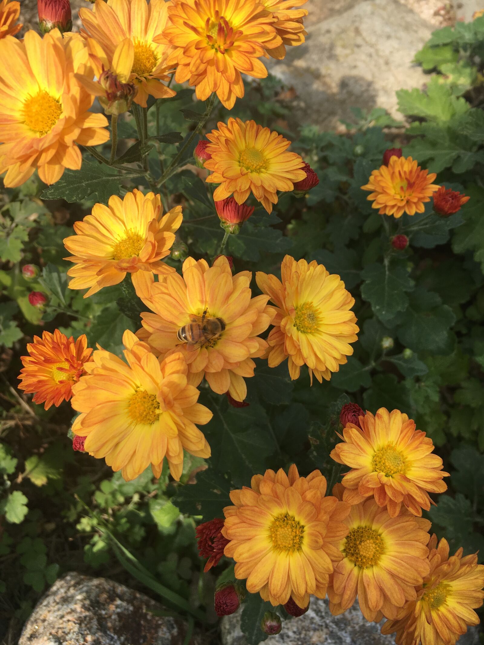 Apple iPhone 6s sample photo. Chrysanthemum, bee, flowers photography